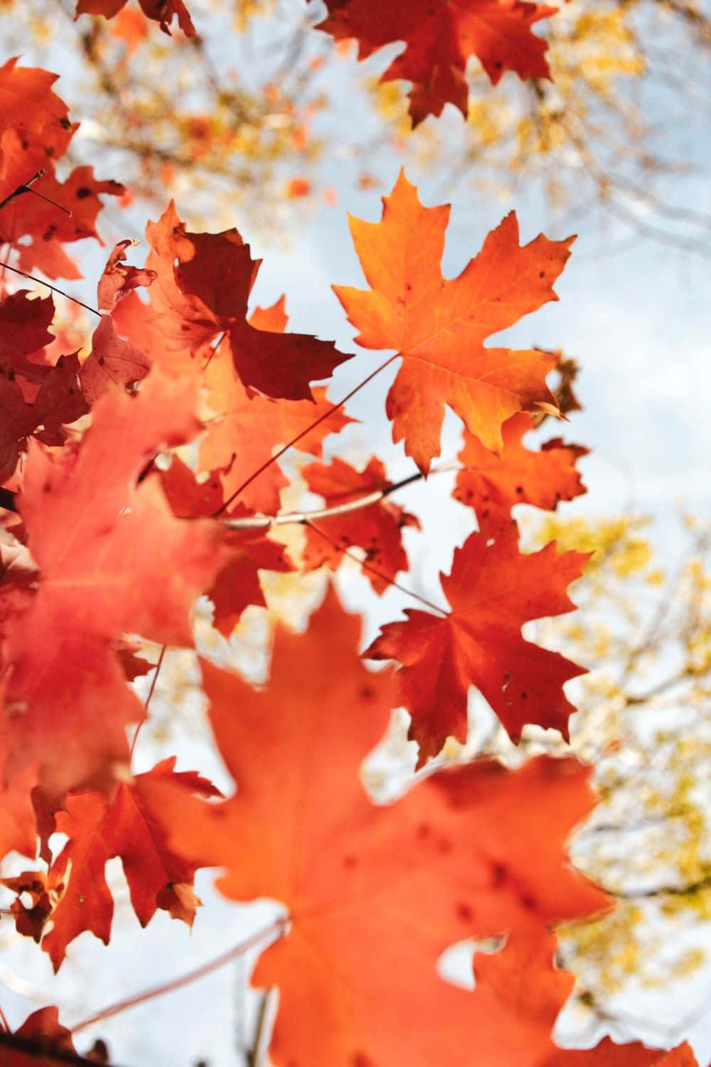 perfect fall, orange maple leaves, soft blue sky, HD Phone Wallpaper