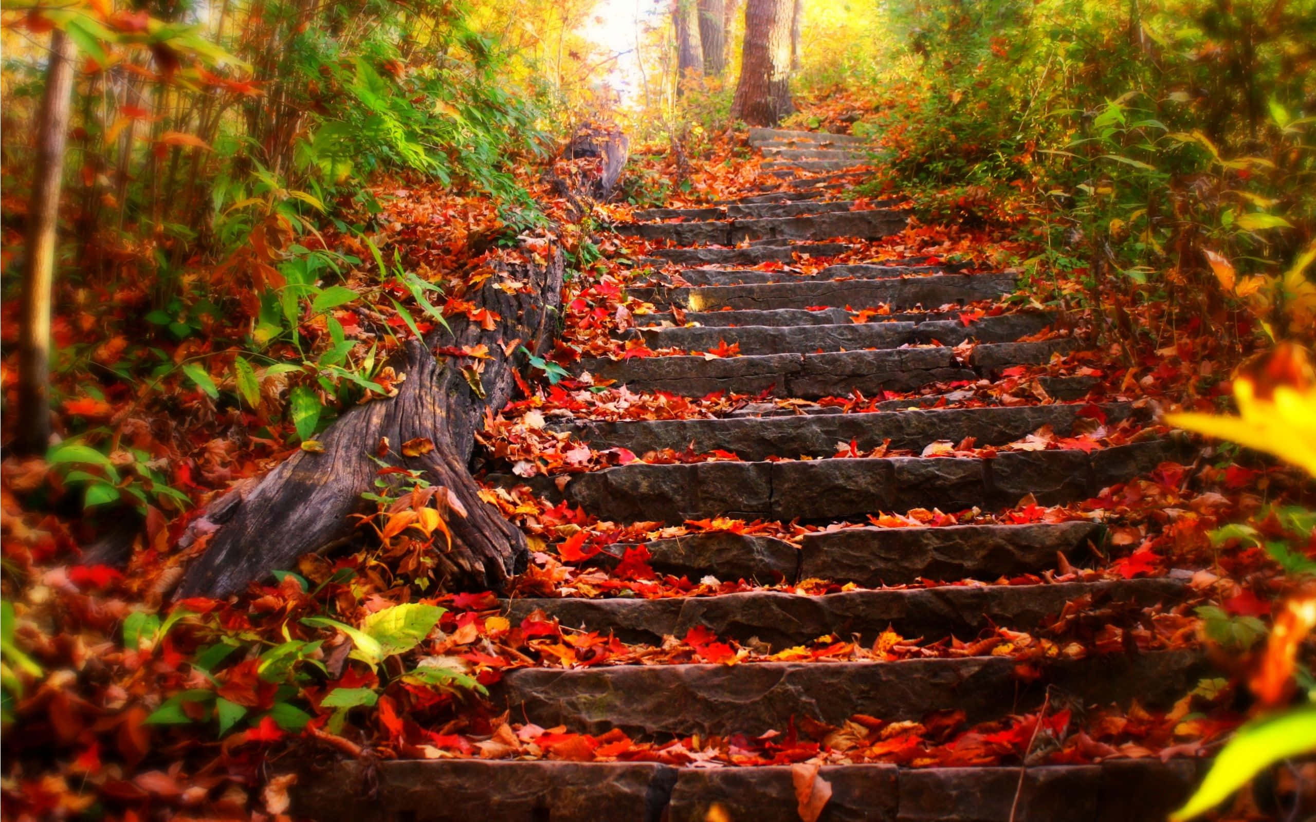 perfect fall, stone steps, forest, 2K Desktop Wallpaper