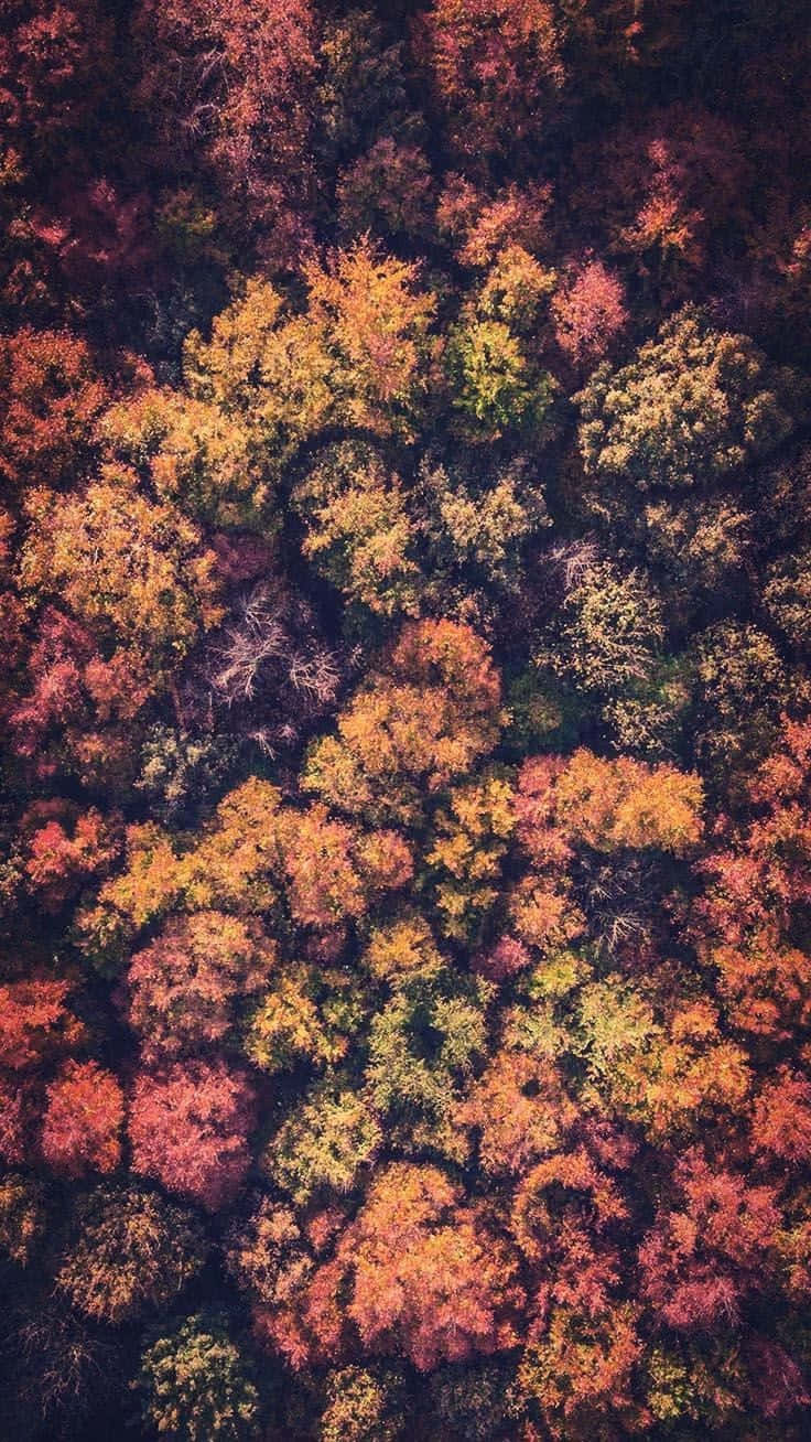Perfect Fall, autumn hues, orange red gold, HD Phone Wallpaper