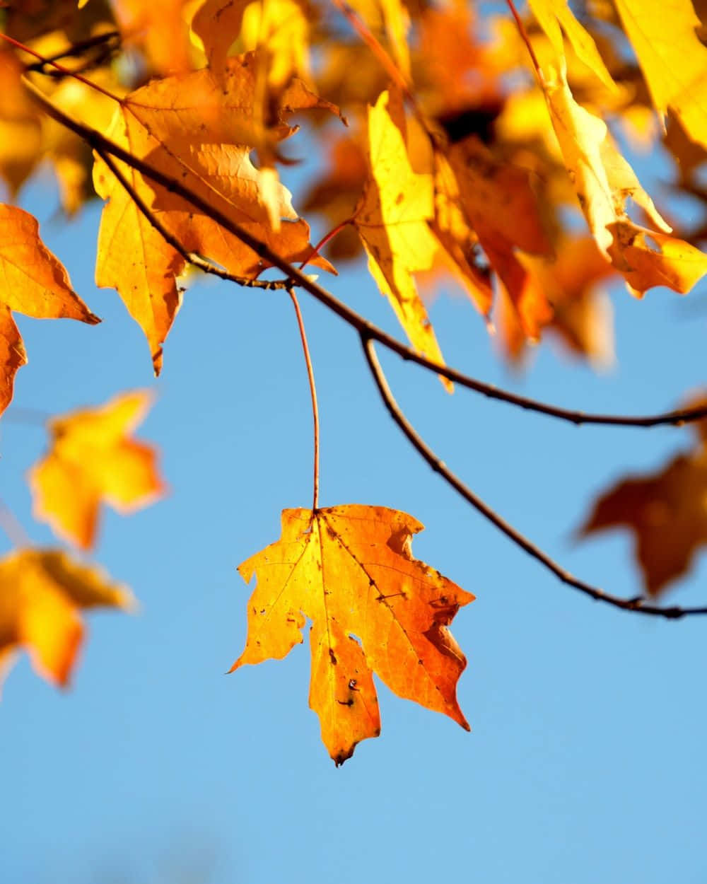 perfect fall, golden maple leaves, clear blue sky, SD Phone Wallpaper