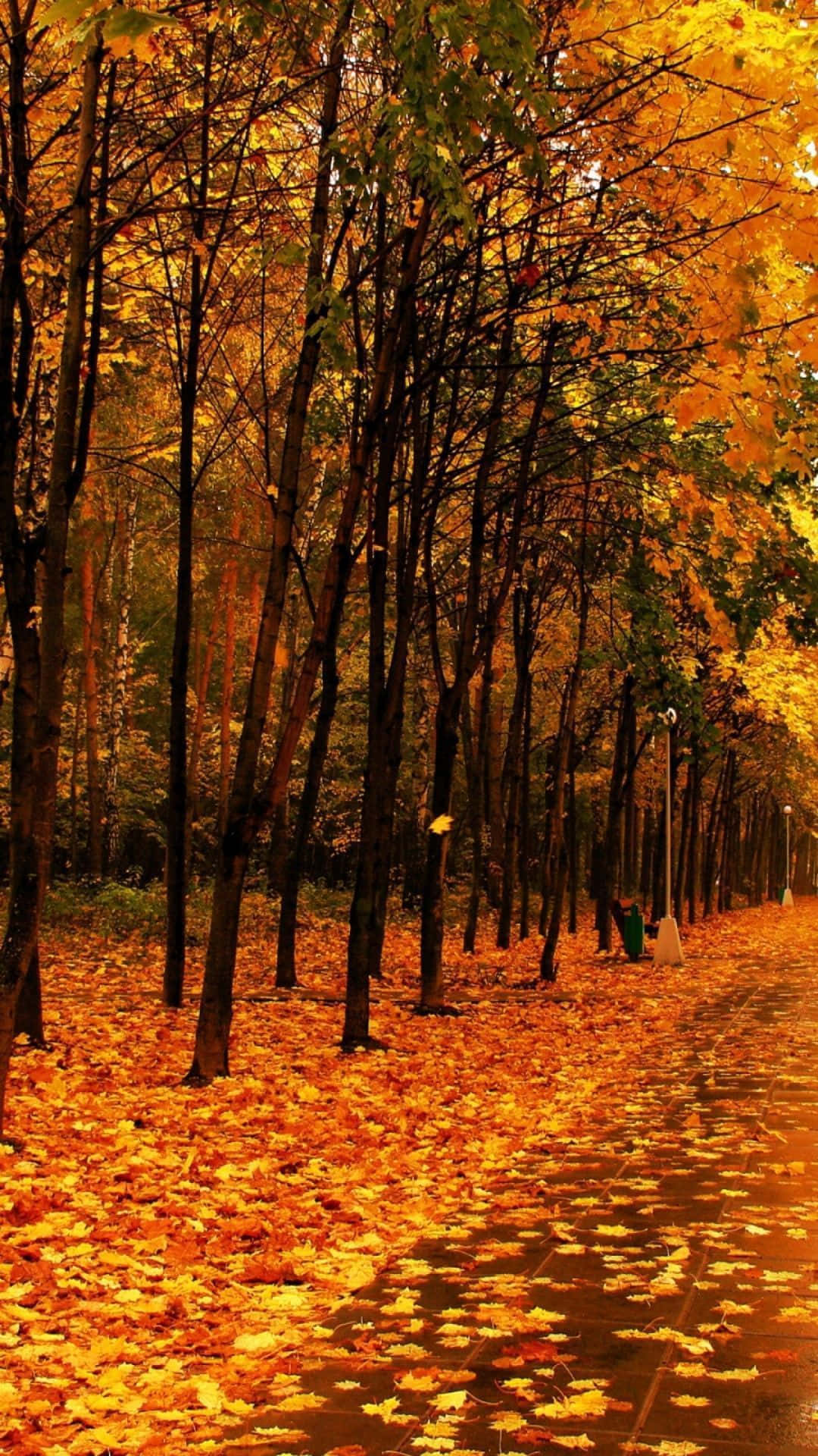 perfect fall, golden autumn leaves, winding path, Full HD Phone Wallpaper
