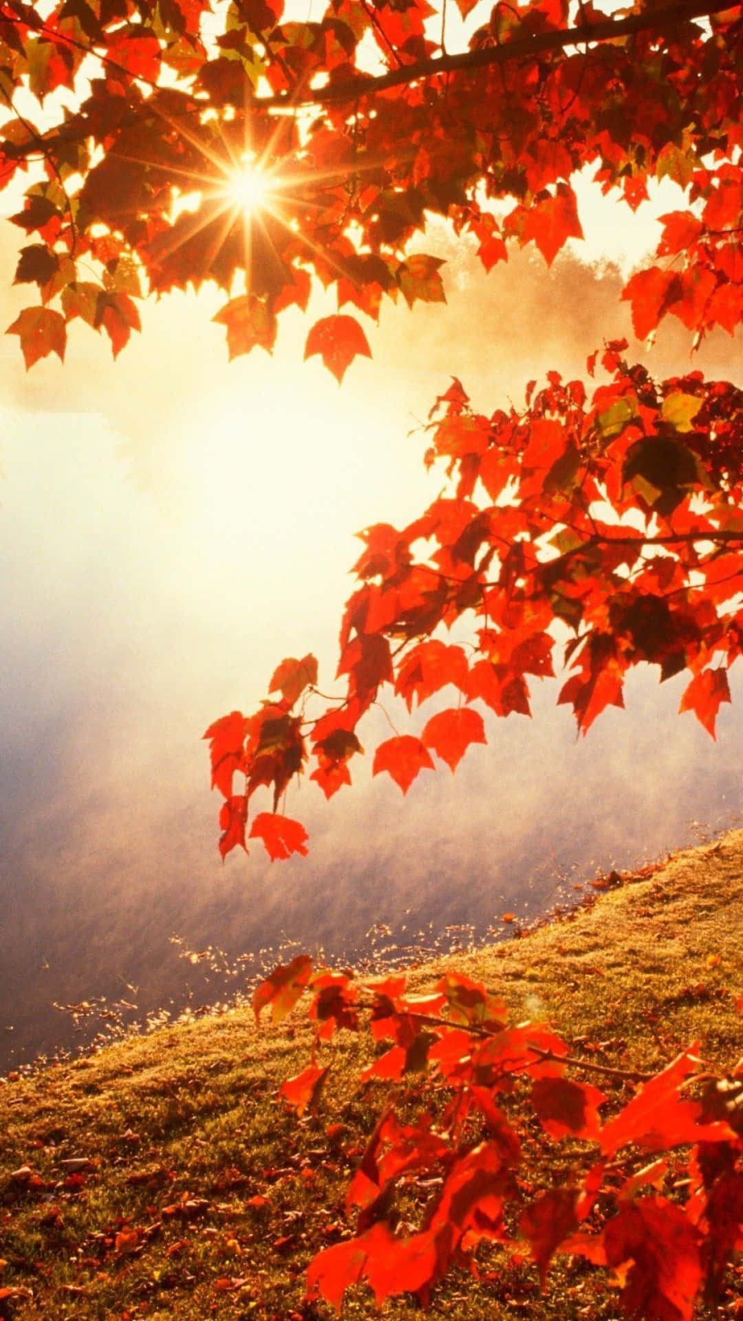 Perfect Fall, red maple leaves, glowing sun, Full HD Phone Wallpaper