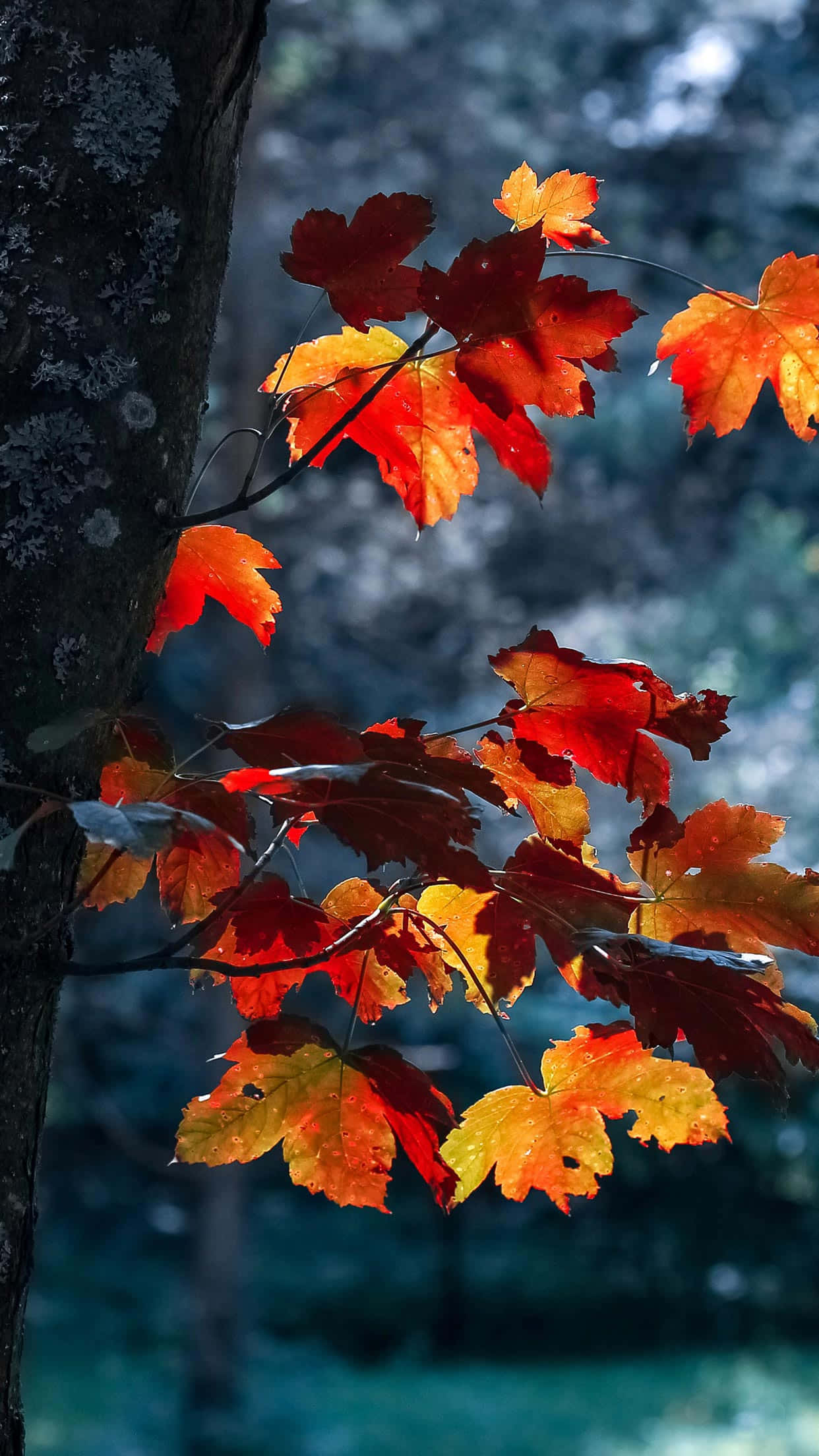 Perfect Fall, red maple leaves, orange maple leaves, Full HD Phone Wallpaper