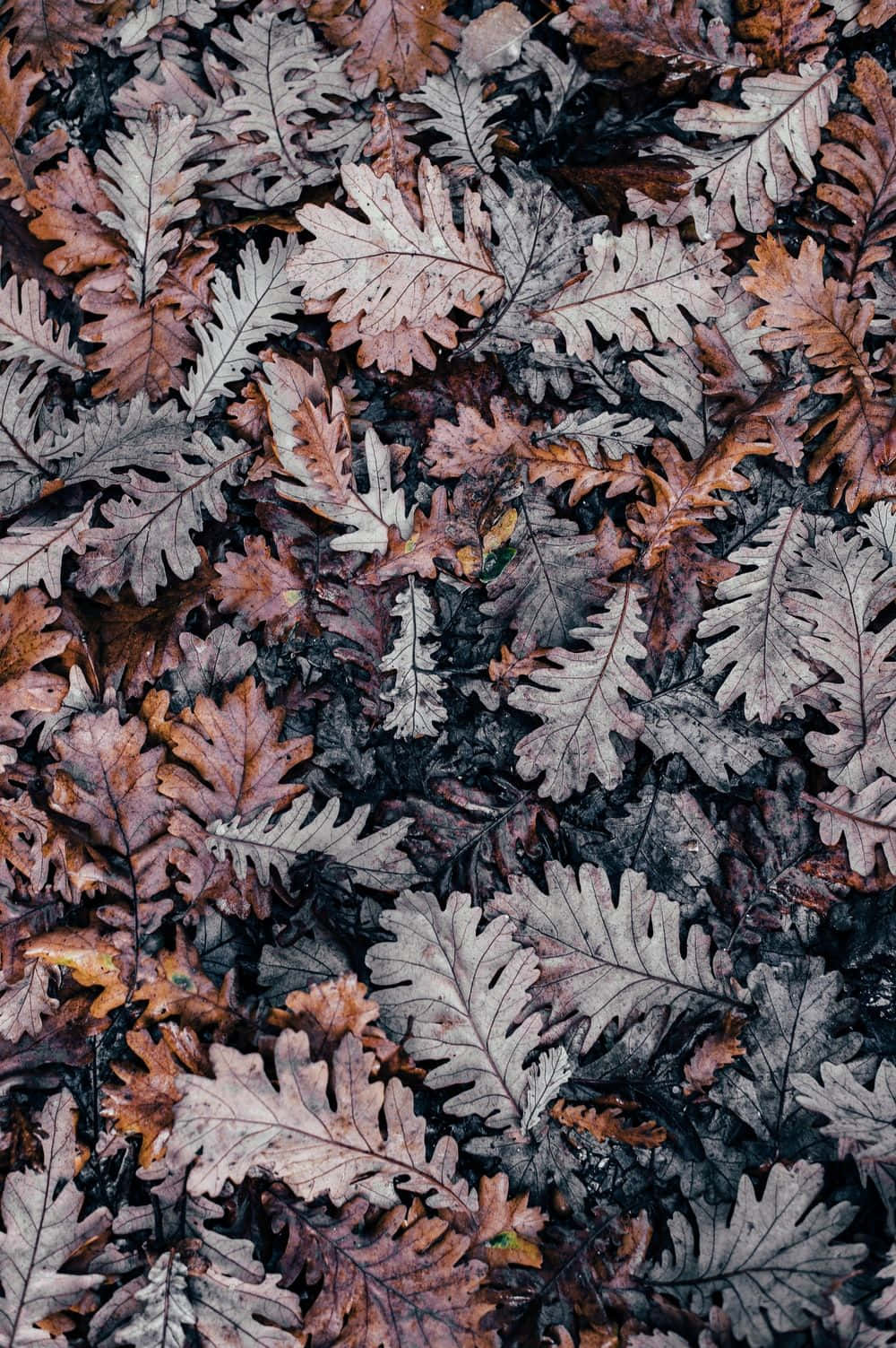 oak leaves, autumnal hues, brown, HD Phone Wallpaper