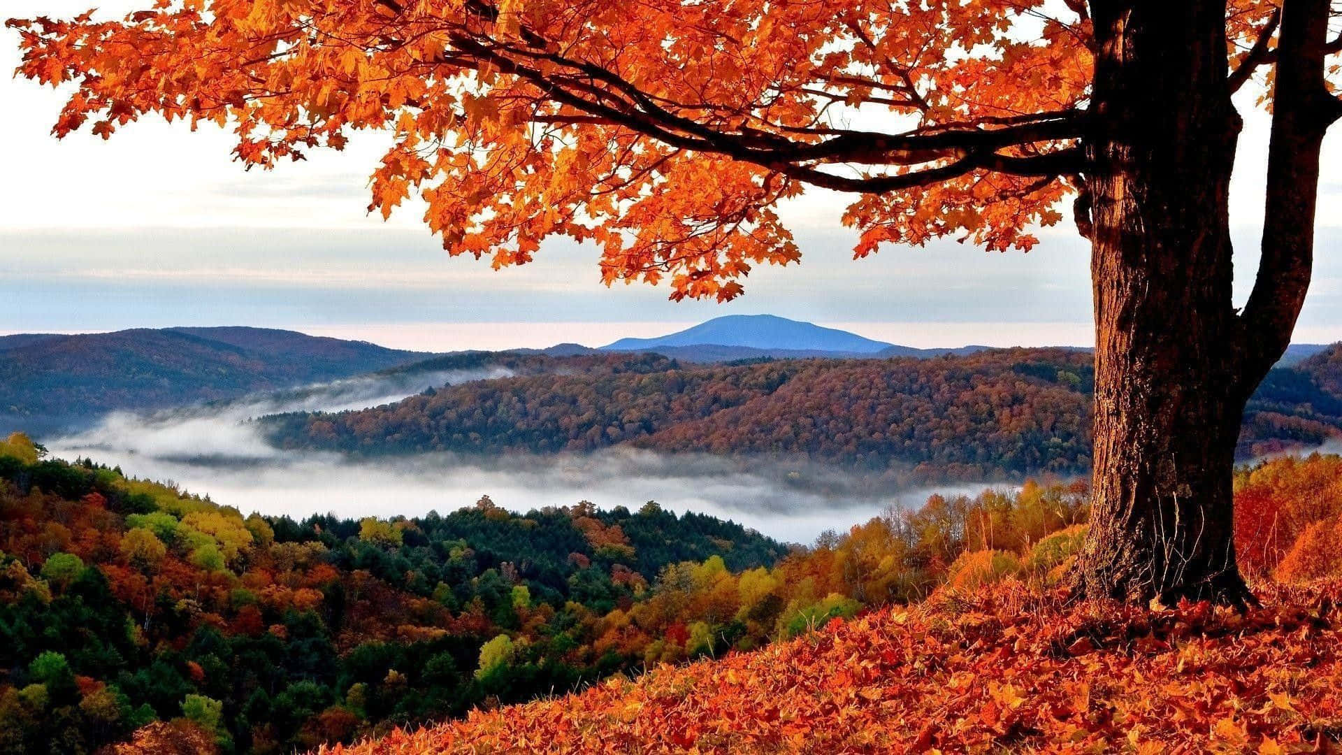 Perfect Fall, fiery orange leaves, misty valley, Full HD Desktop Wallpaper