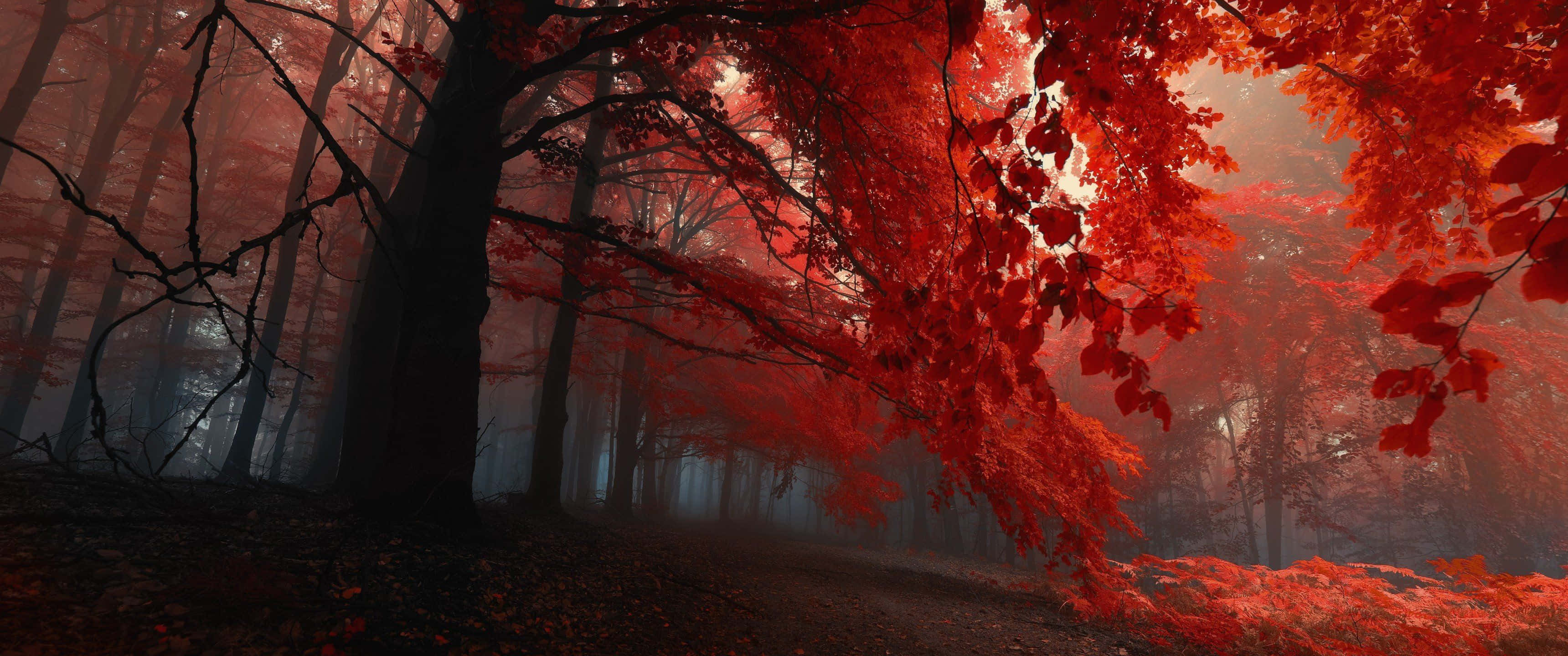 3440x1440, fall, misty forest path, 2K Desktop Wallpaper