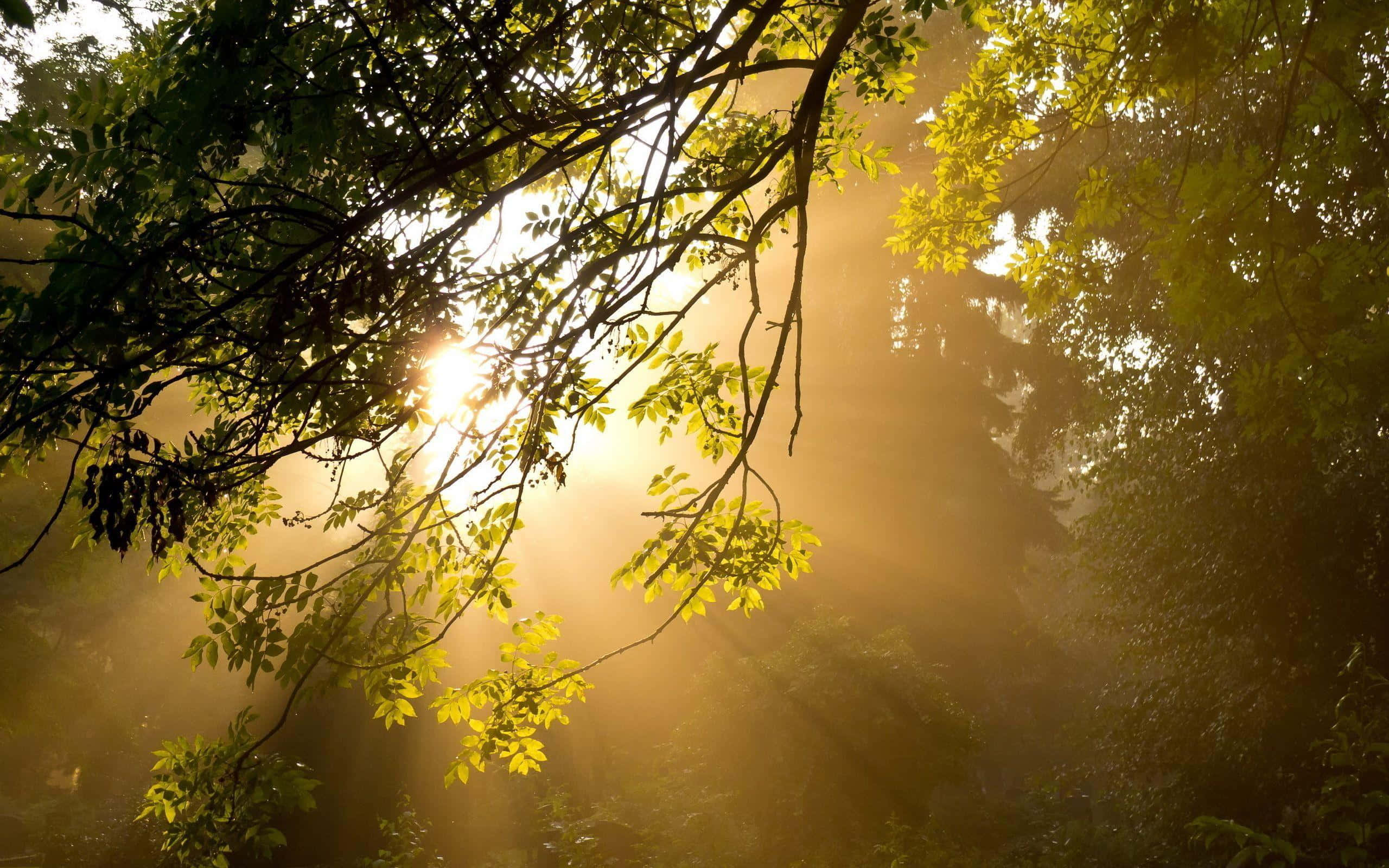 golden sunlight, dense forest canopy, dramatic beams, 2K Desktop Wallpaper