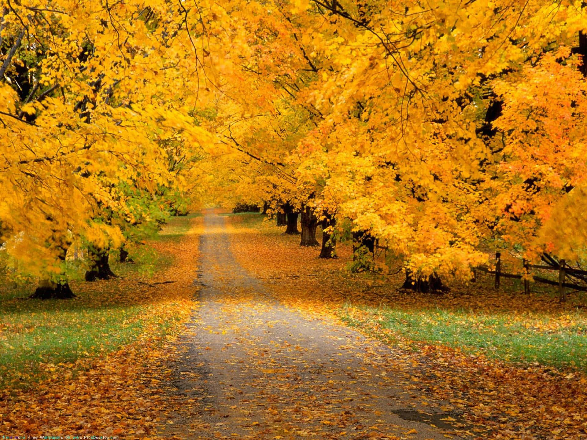 golden autumn leaves, vibrant yellow trees, winding path, Full HD Desktop Wallpaper