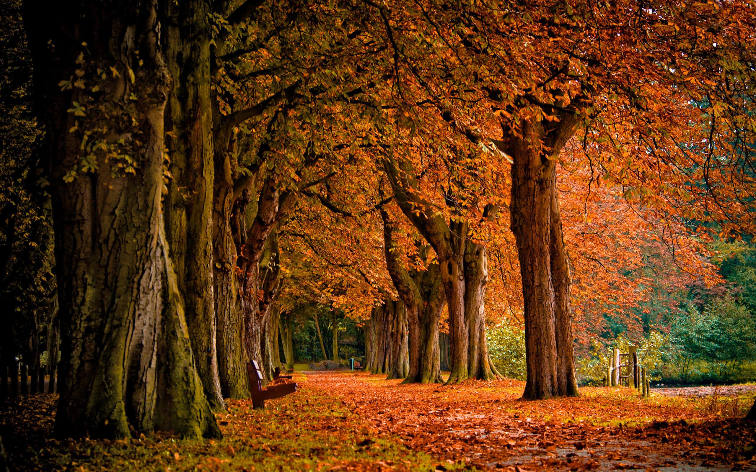 perfect fall, autumn pathway, towering trees, 2K Desktop Wallpaper