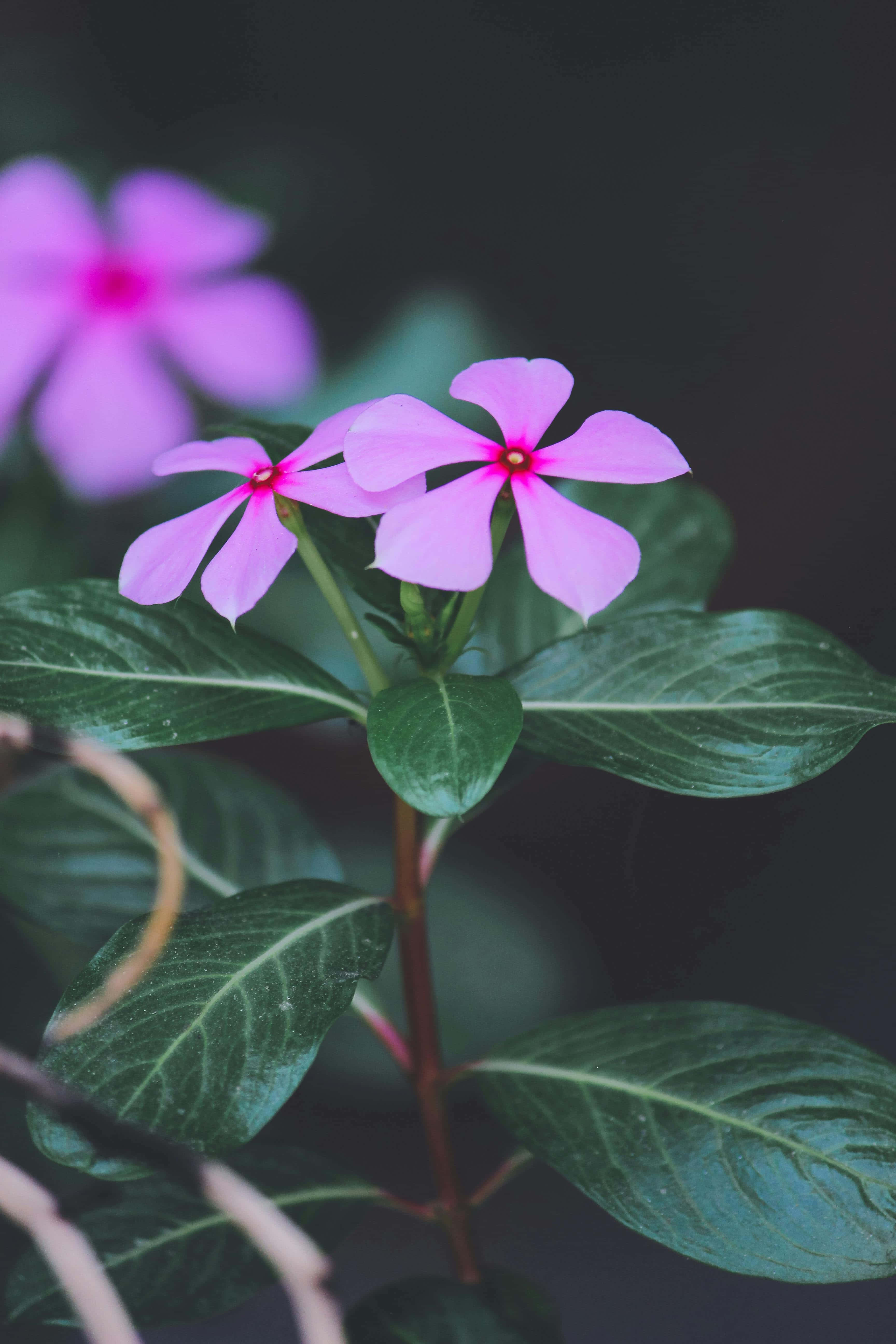 periwinkle flowers, glossy green leaves, dark blurred background, 5K Phone Wallpaper