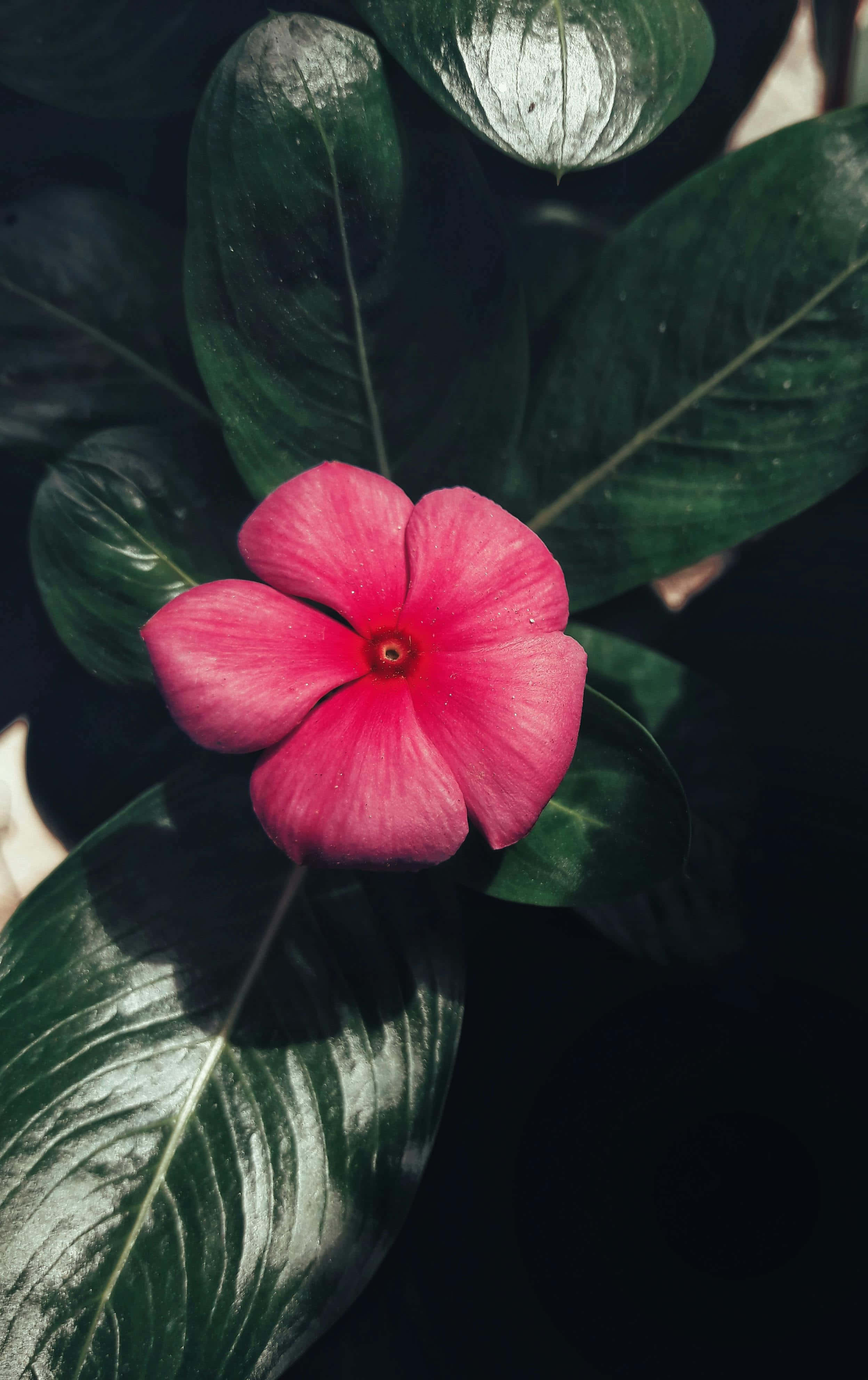 vibrant periwinkle flower, dark green leaves, soft natural light, 4K Phone Wallpaper
