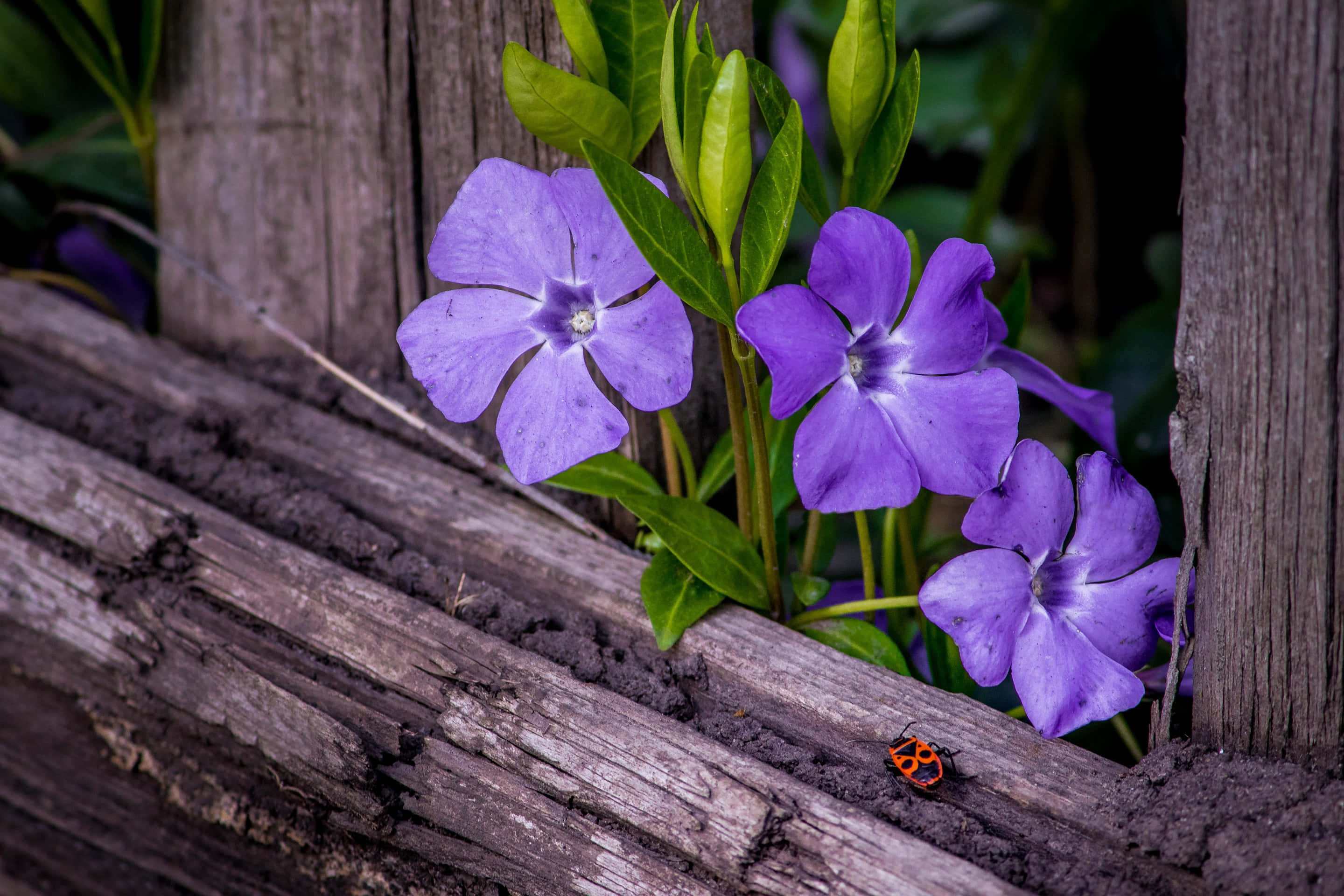 periwinkle flowers, wooden fence, ladybug, 2K Desktop Wallpaper