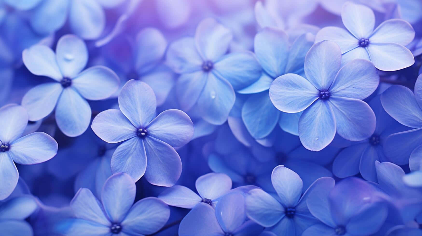 periwinkle flower, hydrangea blossoms, dewdrops, HD Desktop Wallpaper