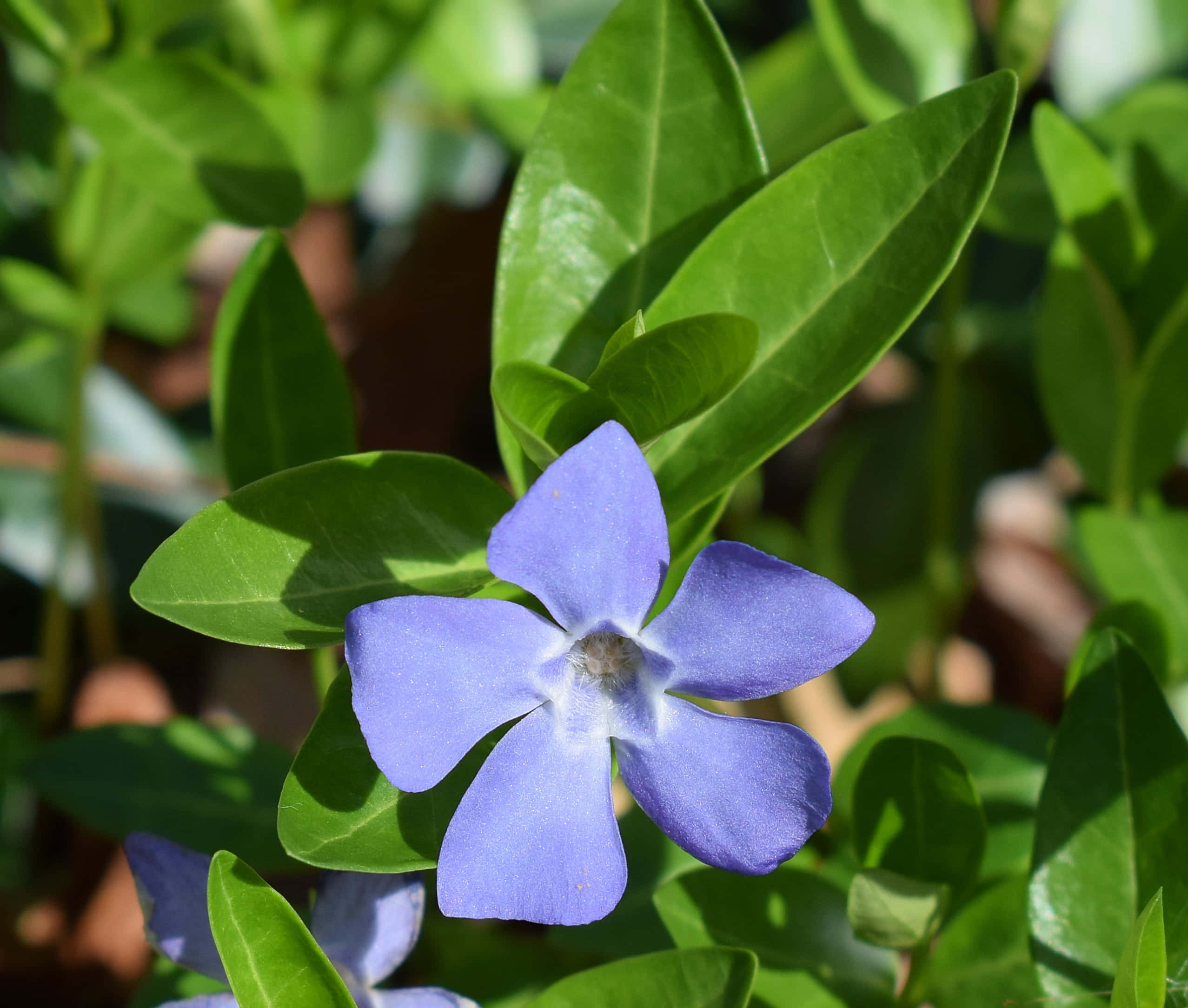Periwinkle Blue, periwinkle flower, lush green leaves, Full HD Desktop Wallpaper