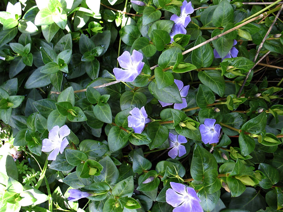 Periwinkle Blue, vibrant purple flowers, lush green leaves, SD Desktop Wallpaper