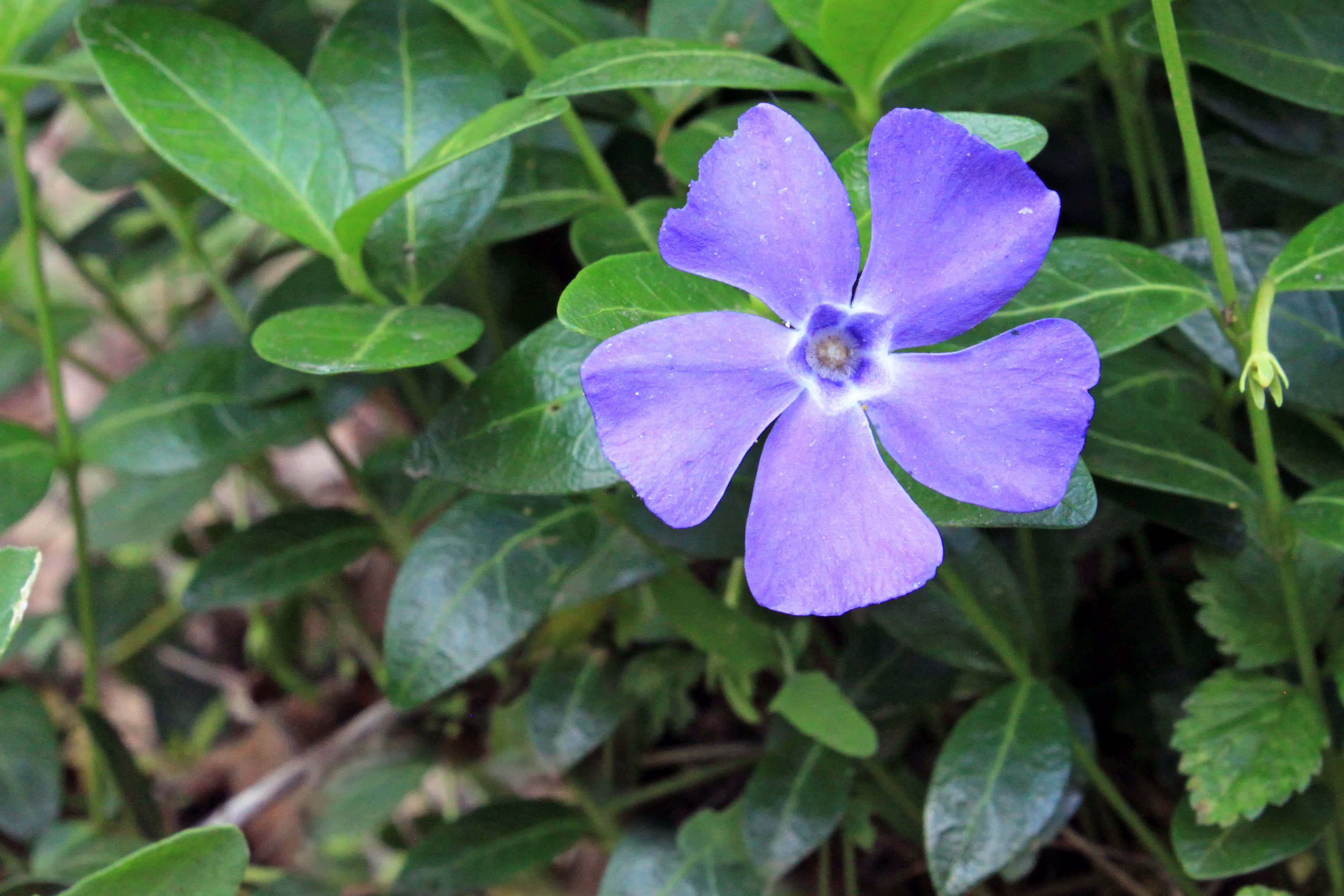 Periwinkle Blue, vibrant purple flower, five petals, 4K Desktop Wallpaper