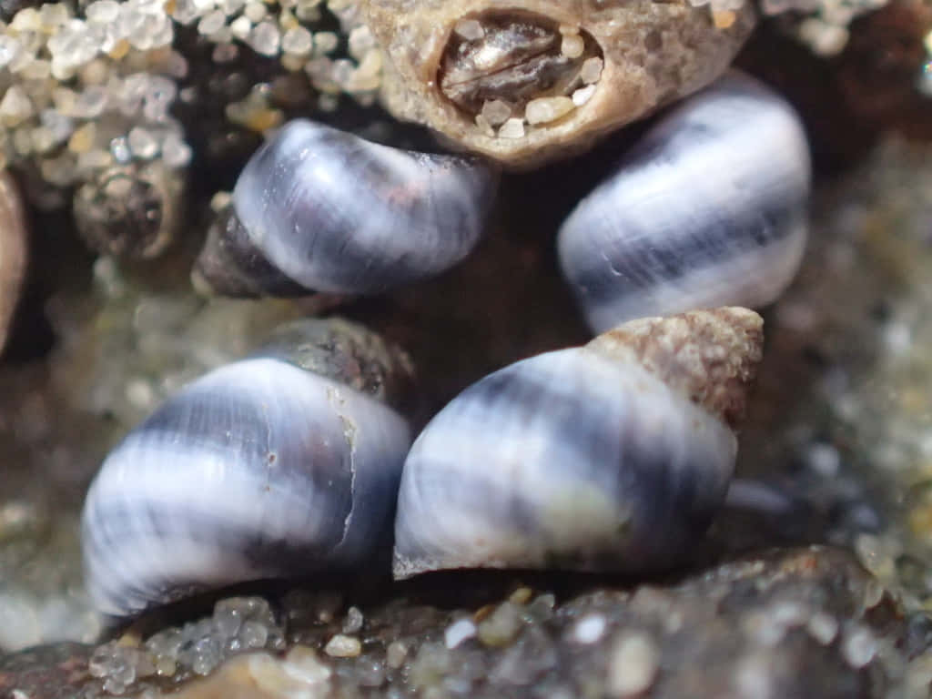 Periwinkle Blue, striped snails, wet sand, SD Desktop Wallpaper
