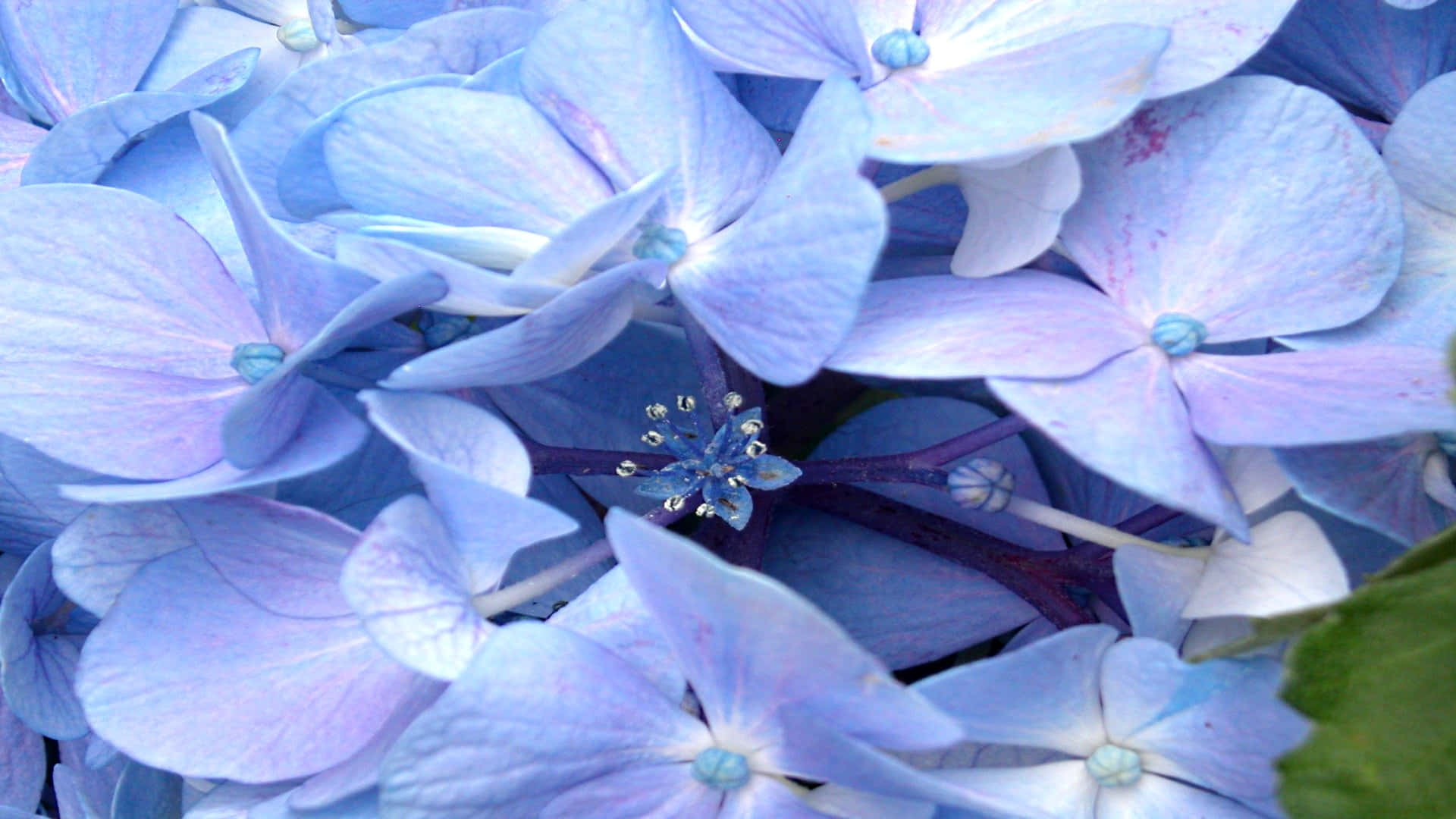 Periwinkle Blue, hydrangea blossoms, light blue, Full HD Desktop Wallpaper