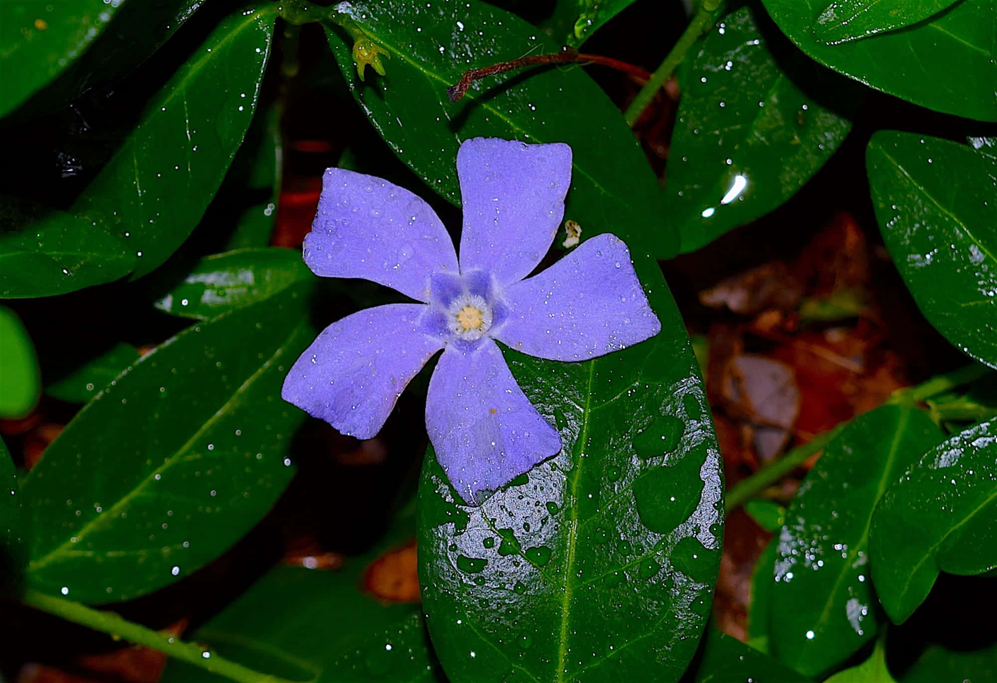 periwinkle blue, vibrant purple flower, dew drops, Full HD Desktop Wallpaper
