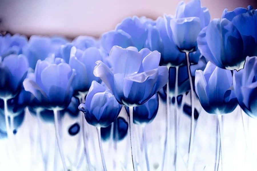 Periwinkle Blue, translucent blue tulips, delicate petals, SD Desktop Wallpaper