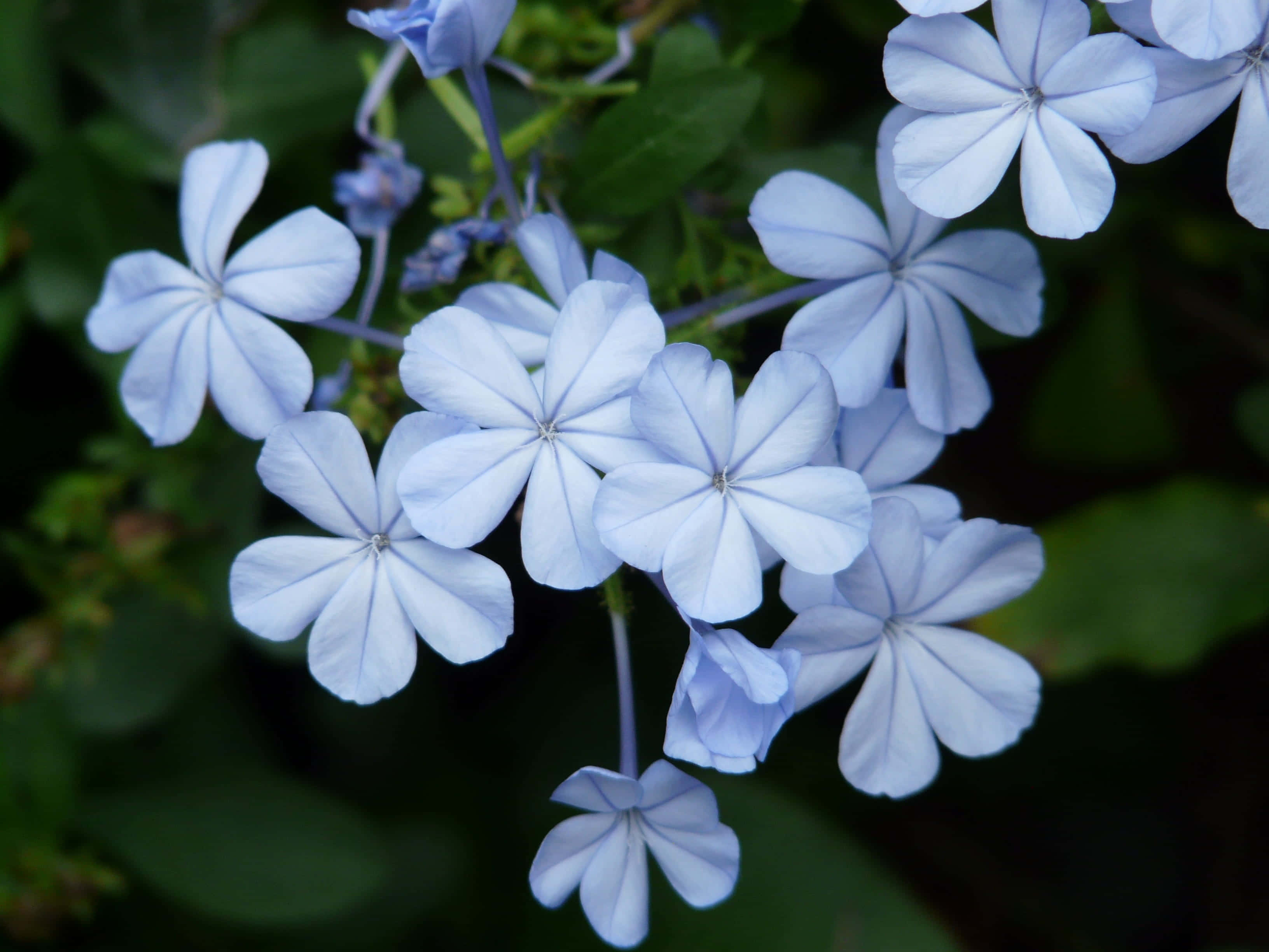 Periwinkle Blue, plumbago flowers, light blue, 2K Desktop Wallpaper