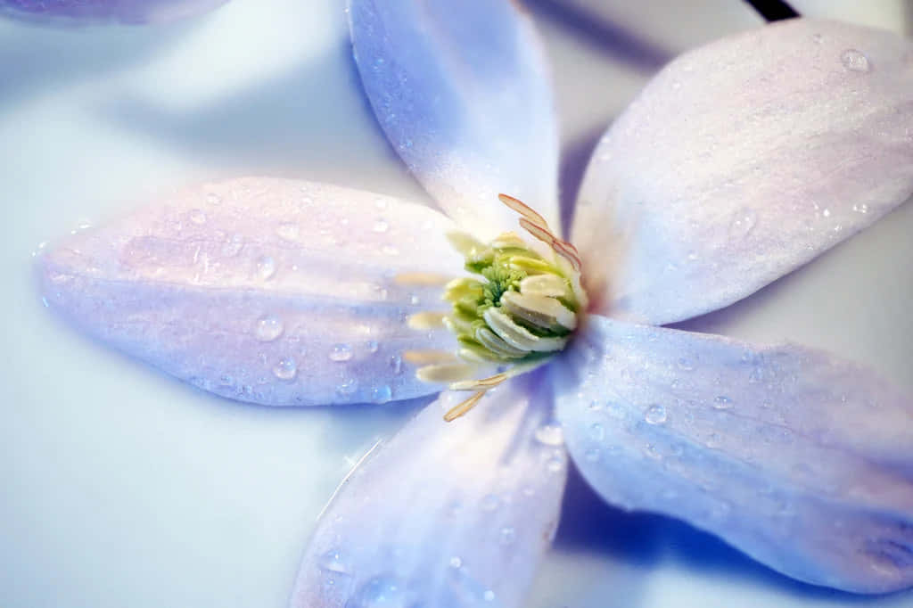 Periwinkle Blue, light purple flower, dew drops, SD Desktop Wallpaper