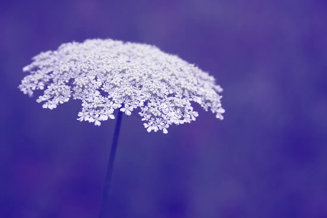Periwinkle