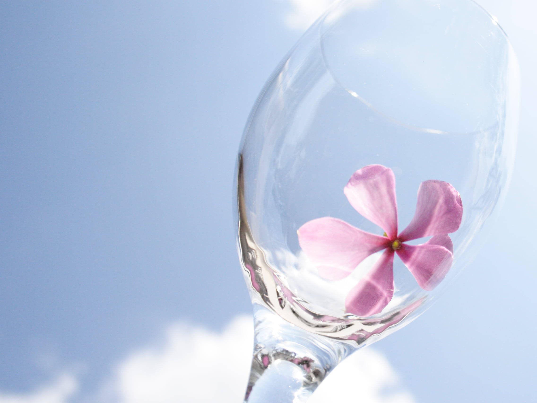 Periwinkle, wine glass, pink flower, Full HD Desktop Wallpaper