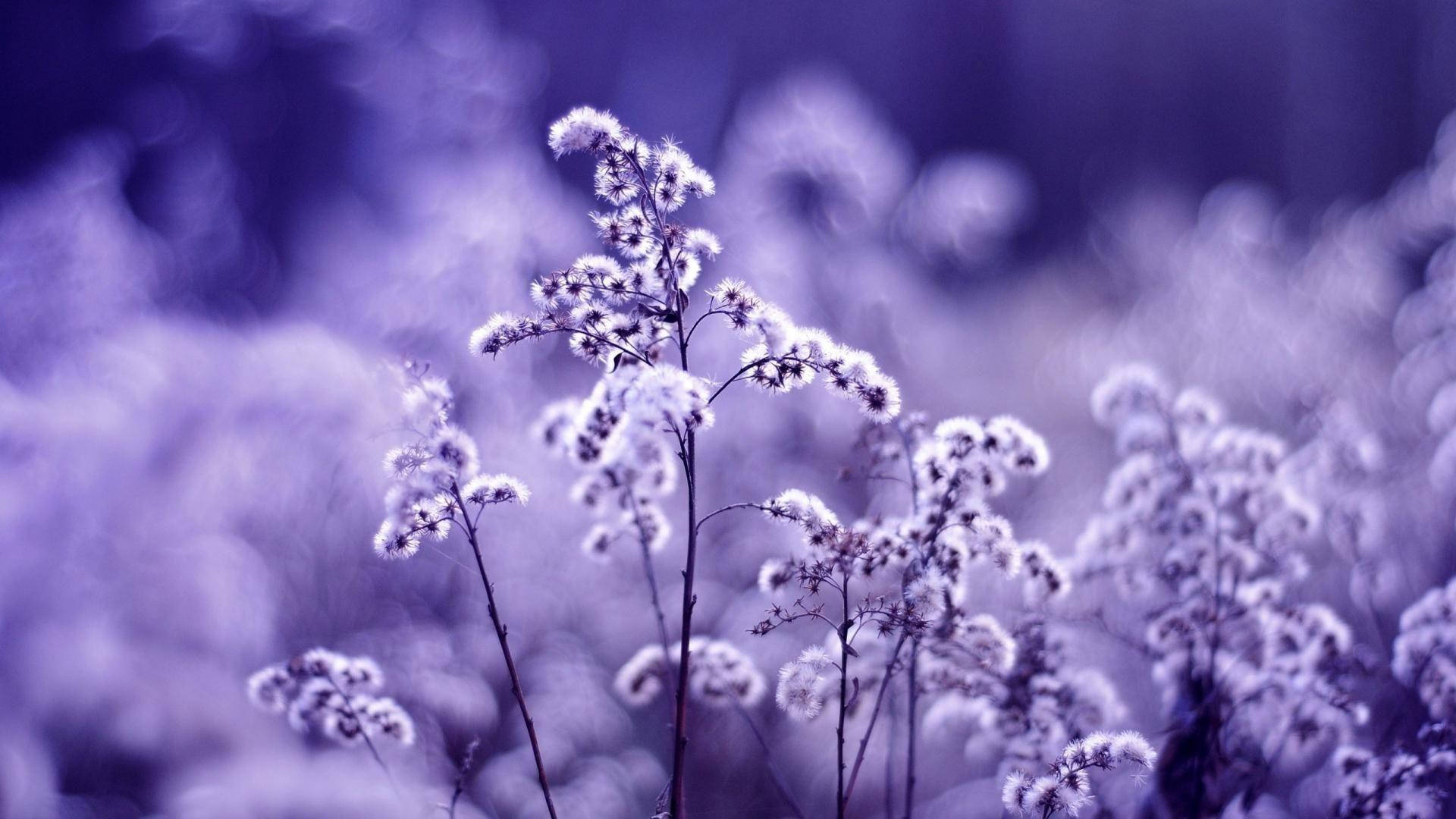 Periwinkle, dandelion field, frost-covered plants, Full HD Desktop Wallpaper