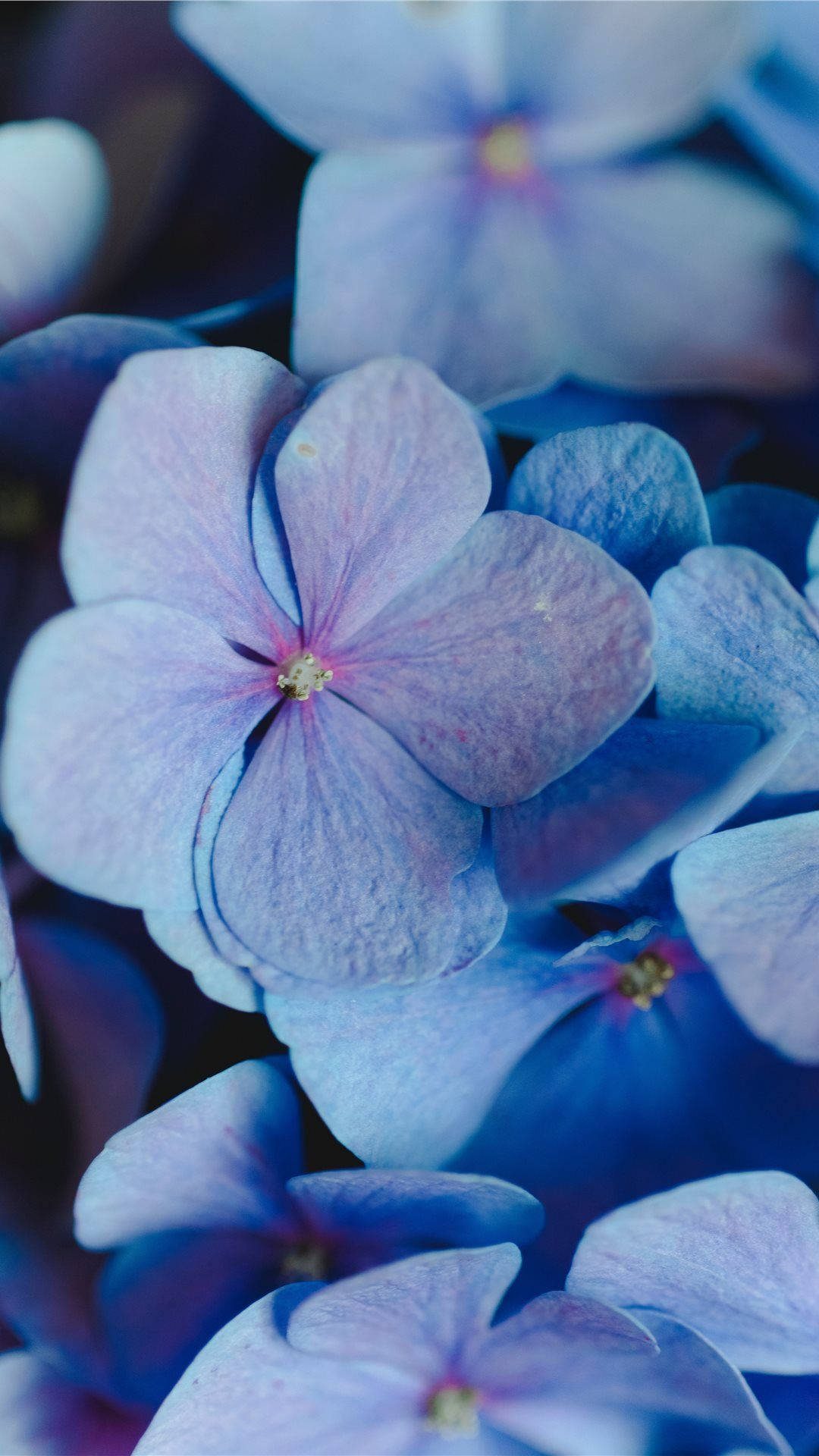 periwinkle aesthetic, soft blue hydrangea blossoms, delicate petals, Full HD Phone Wallpaper