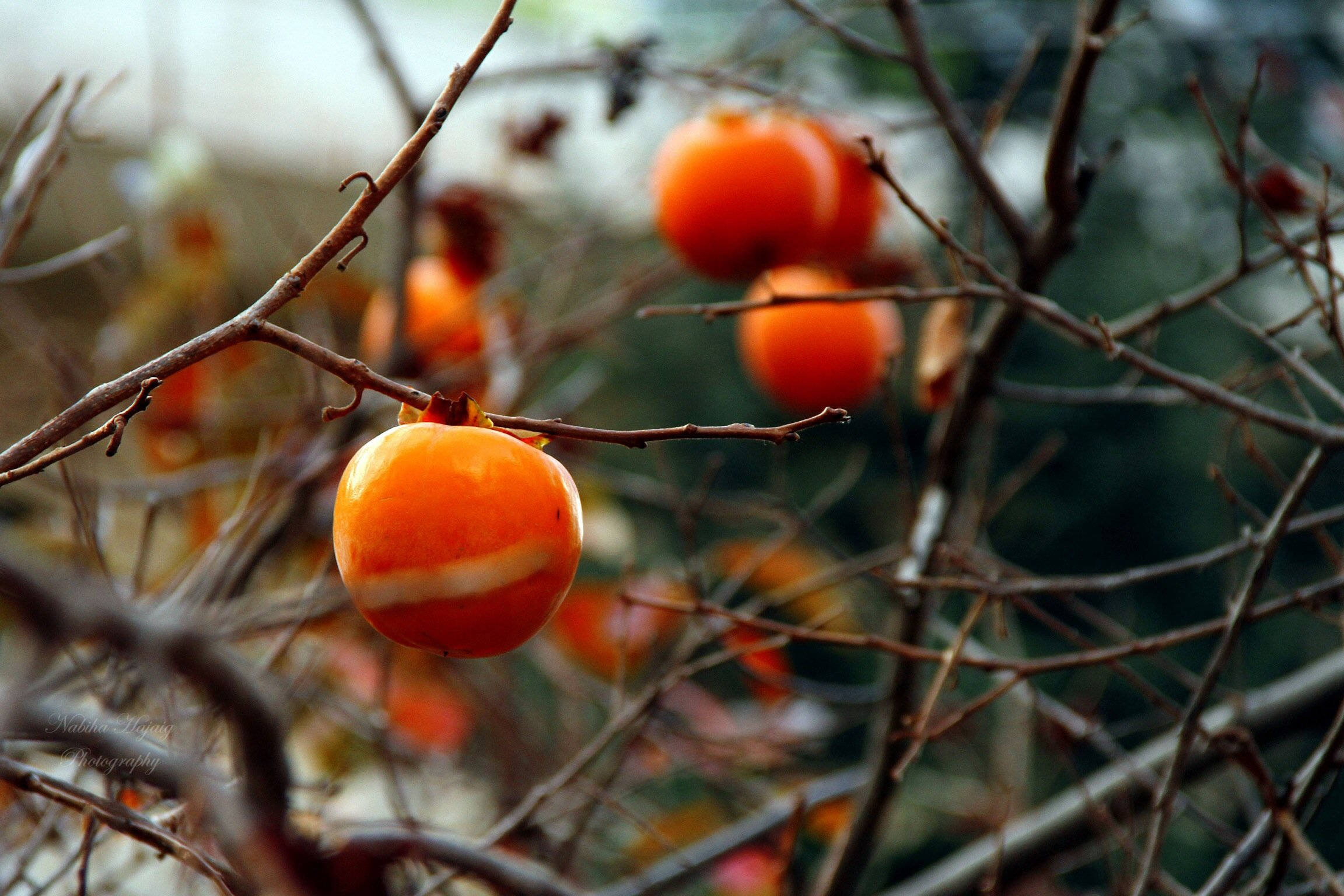 persimmon tree, vibrant orange persimmons, bare winter branches, Full HD Desktop Wallpaper