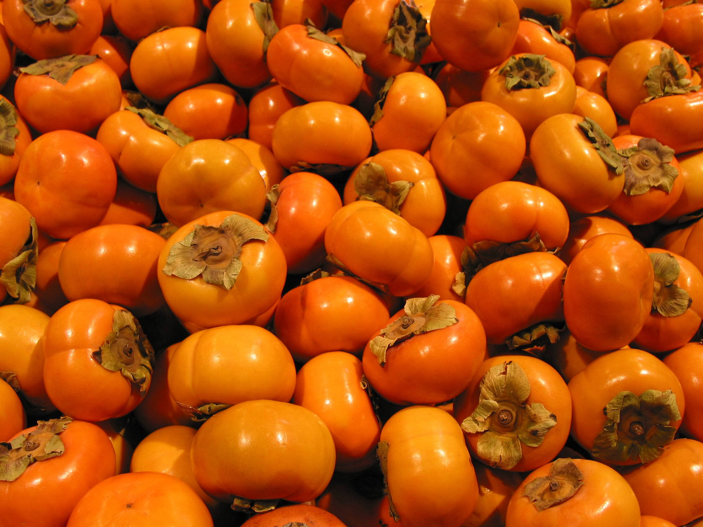 persimmon fruit, glossy orange, dried leafy stems, Full HD Desktop Wallpaper