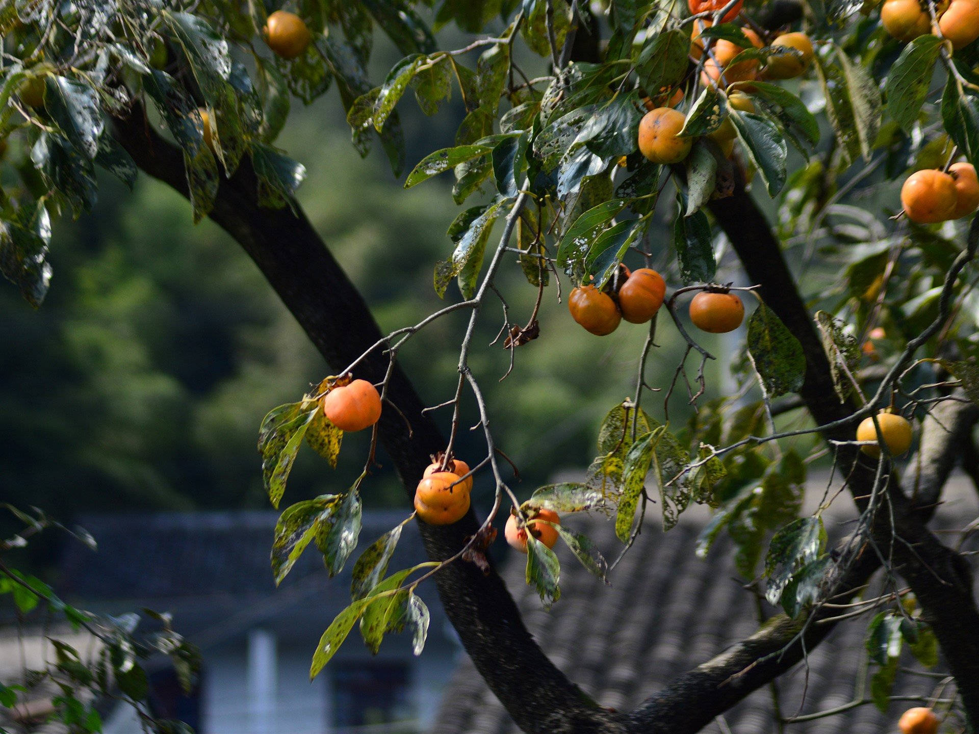 persimmon tree, ripe orange persimmons, leafy tree branch, Full HD Desktop Wallpaper