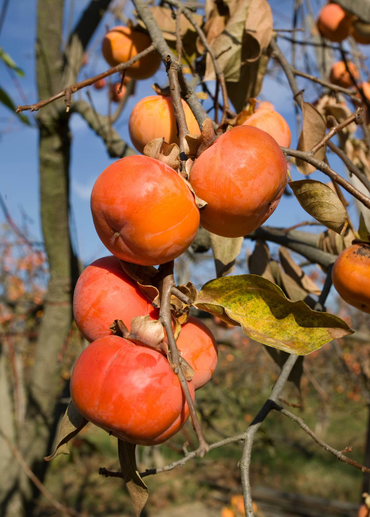persimmon, tree, branch, HD Phone Wallpaper