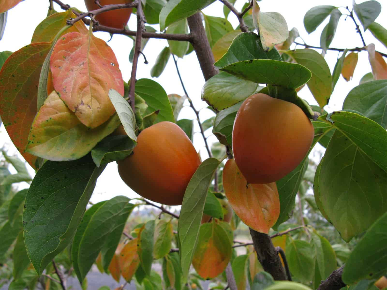 persimmon, tree, green leaves, HD Desktop Wallpaper