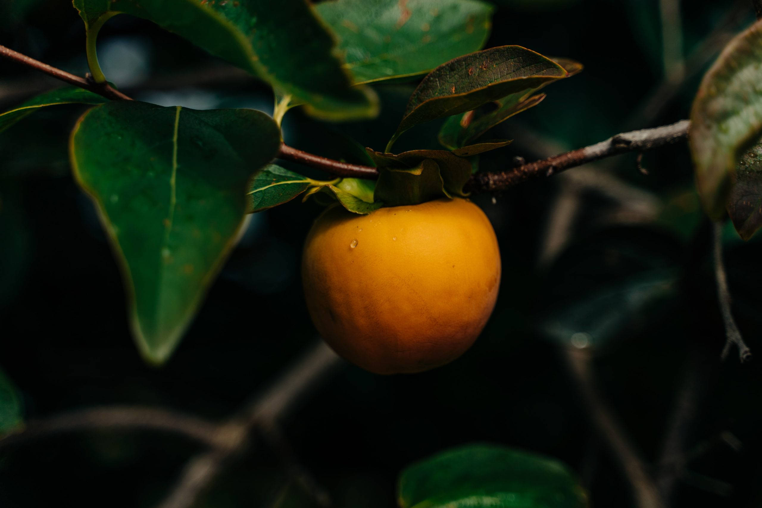 Persimmon, orange persimmon, branch, 2K Desktop Wallpaper