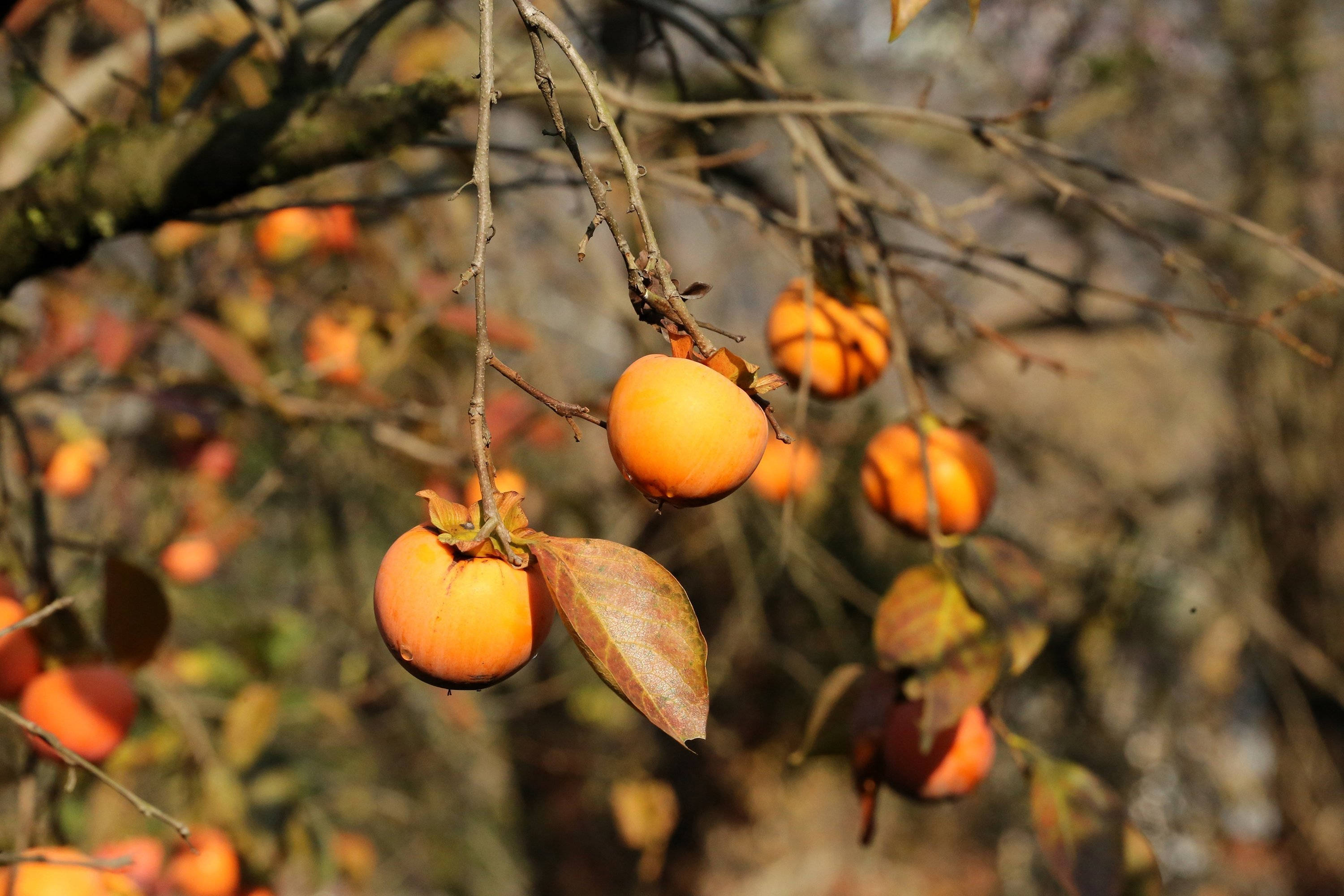persimmon tree, ripe orange persimmons, bare branches, 2K Desktop Wallpaper