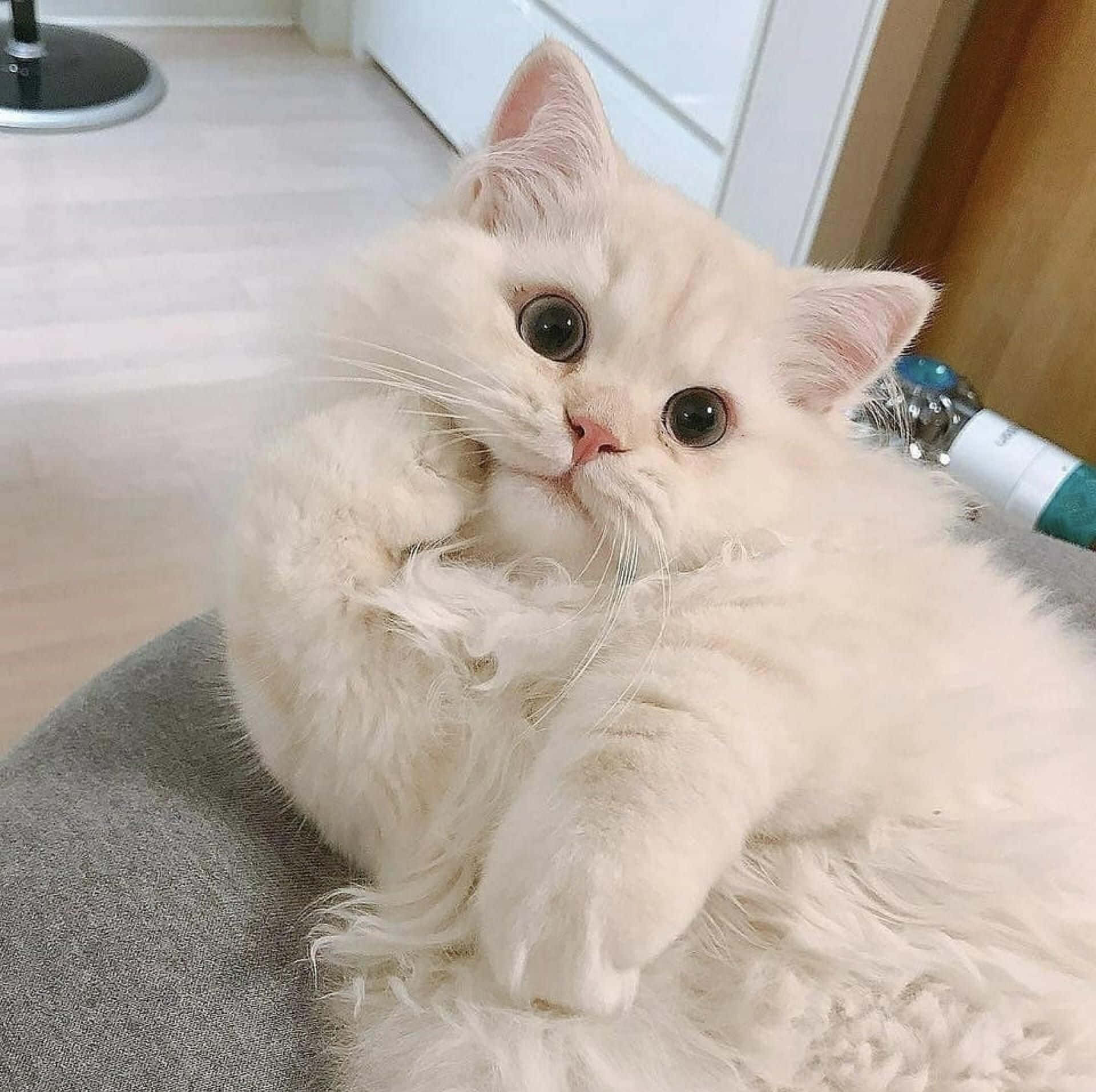fluffy white kitten, big dark eyes, gray cushion, Full HD Desktop Wallpaper