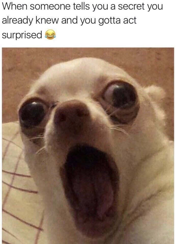 white chihuahua, wide bulging eyes, mouth open in exaggerated surprise, SD Phone Wallpaper