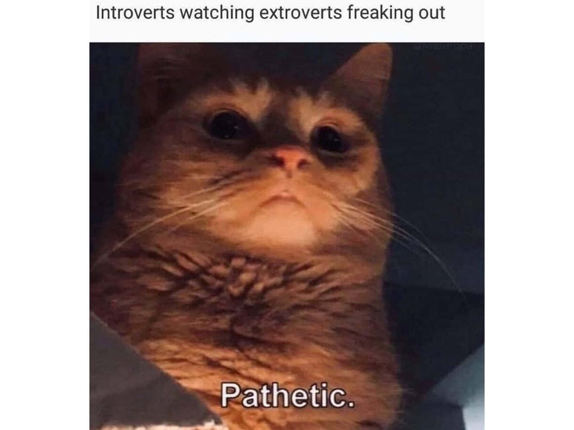 pet memes, fluffy brown cat, wide eyes, SD Desktop Wallpaper