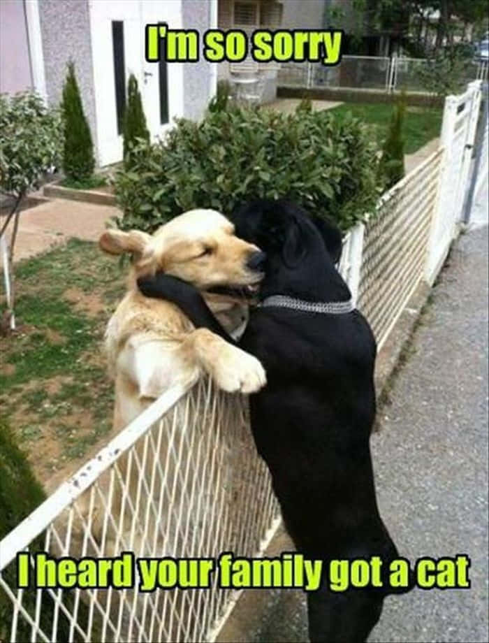 golden retriever, black dog, white fence, SD Phone Wallpaper