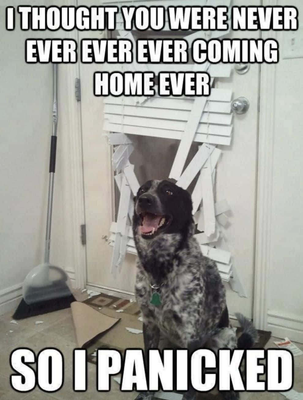 spotted dog, door, shattered blinds, HD Phone Wallpaper