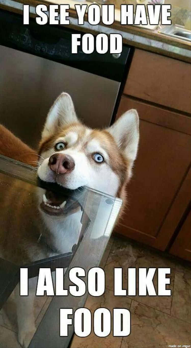 husky, bright blue eyes, kitchen counter, HD Phone Wallpaper