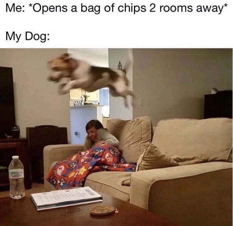 pet memes, dog, couch, SD Desktop Wallpaper