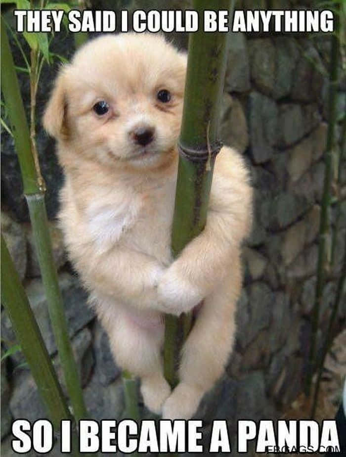 fluffy cream puppy, bamboo stalk, stone wall, SD Phone Wallpaper
