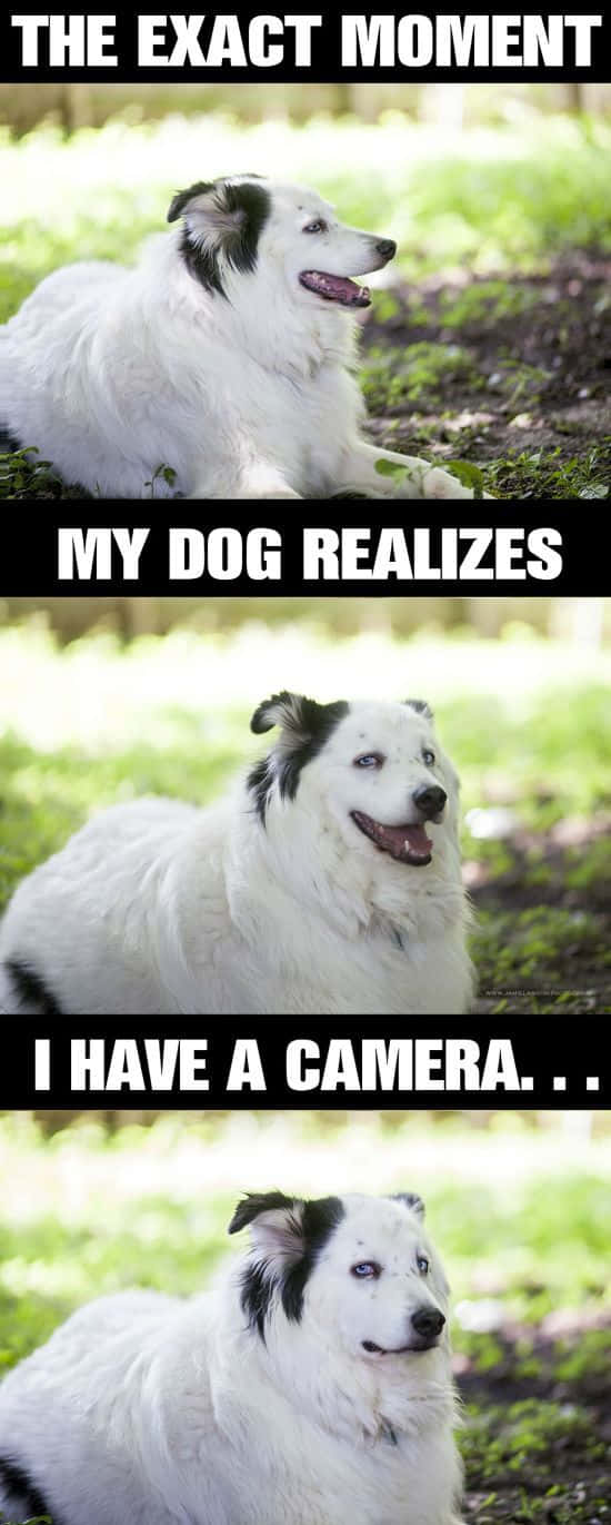pet memes, 550 x 1371 wallpaper, fluffy white dog, HD Phone Wallpaper