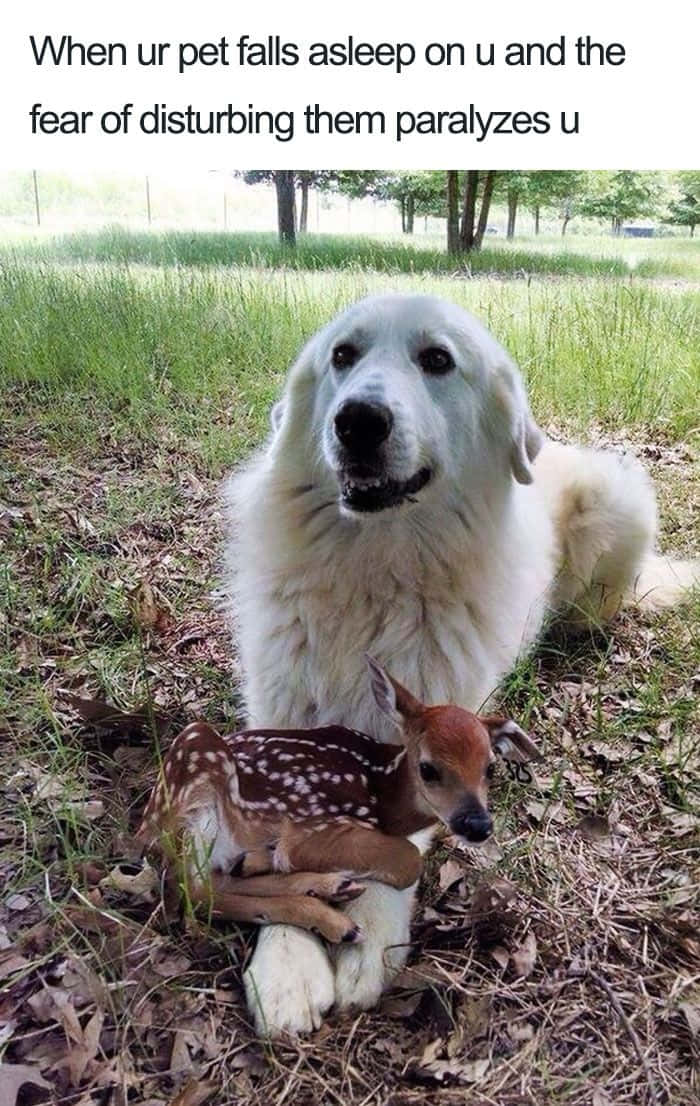 fluffy white dog, sleeping spotted fawn, grassy field, SD Phone Wallpaper