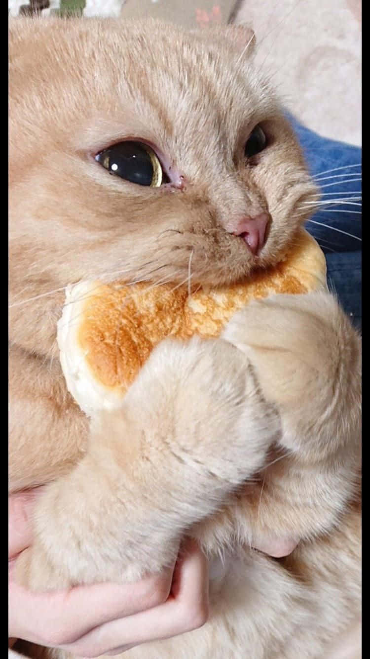 fluffy ginger cat, soft plush toy, human hand, HD Phone Wallpaper
