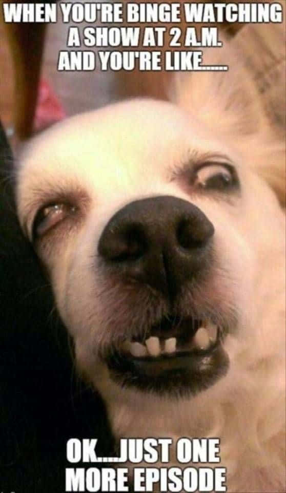 white dog, wide eyes, bared teeth, SD Phone Wallpaper