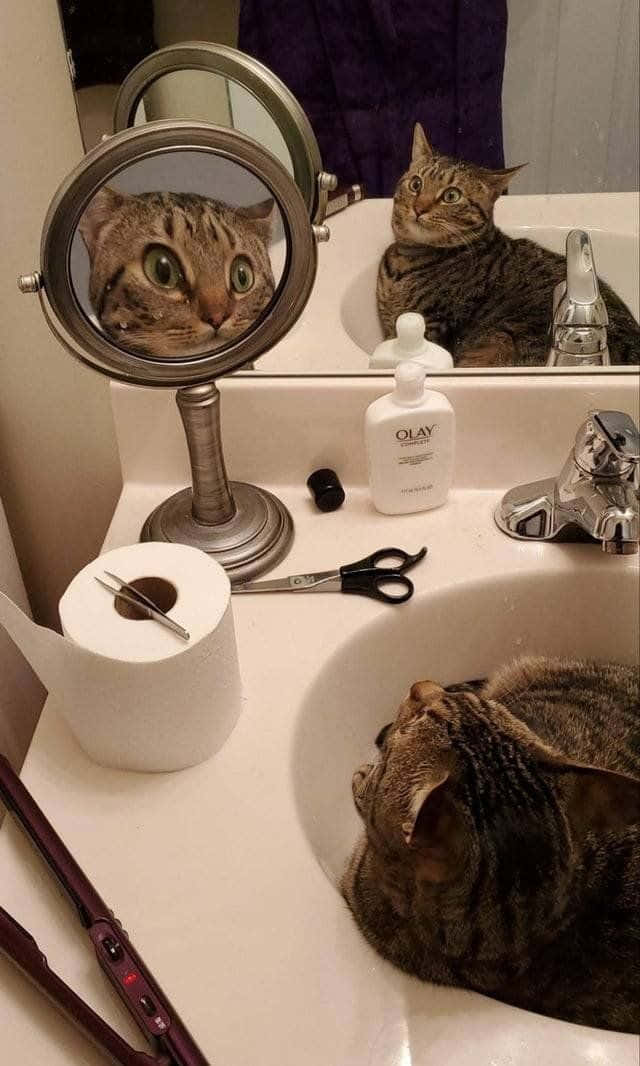 tabby cat, bathroom sink, vanity mirror, SD Phone Wallpaper
